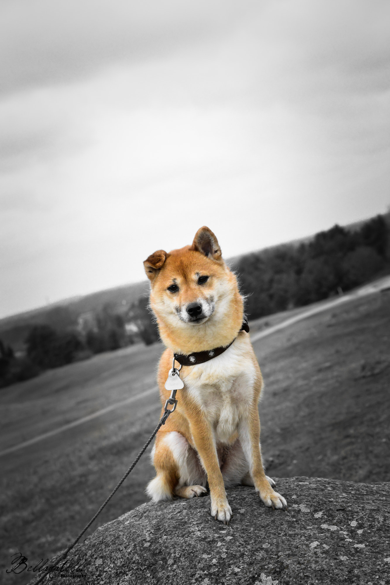 Nikon AF-S DX Micro Nikkor 40mm F2.8 sample photo. Waldspaziergang photography