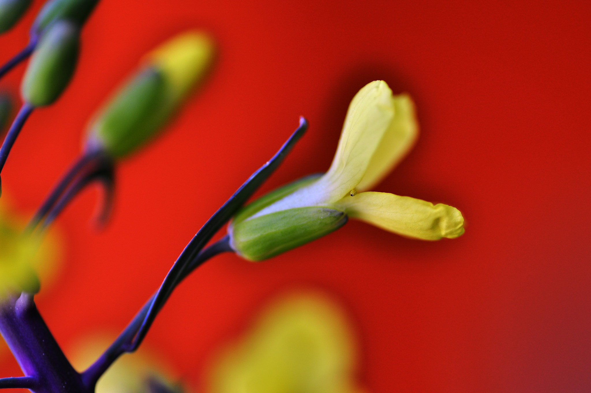 Nikon D5000 sample photo. Spring colors photography