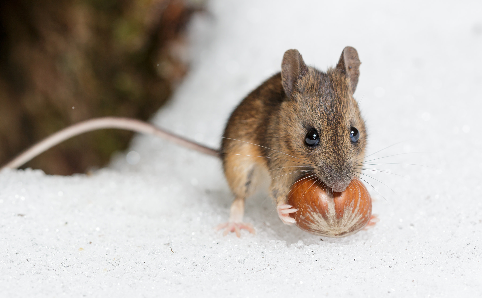 Canon EOS 70D + Sigma 150mm f/2.8 EX DG OS HSM APO Macro sample photo. Wood mouse on snow photography