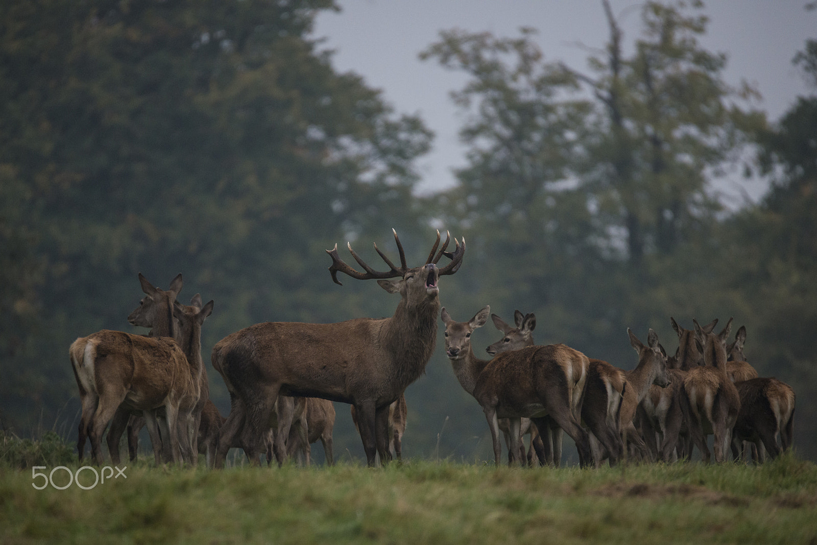 Nikon D800 + Sigma 150-600mm F5-6.3 DG OS HSM | S sample photo. King of the herd photography