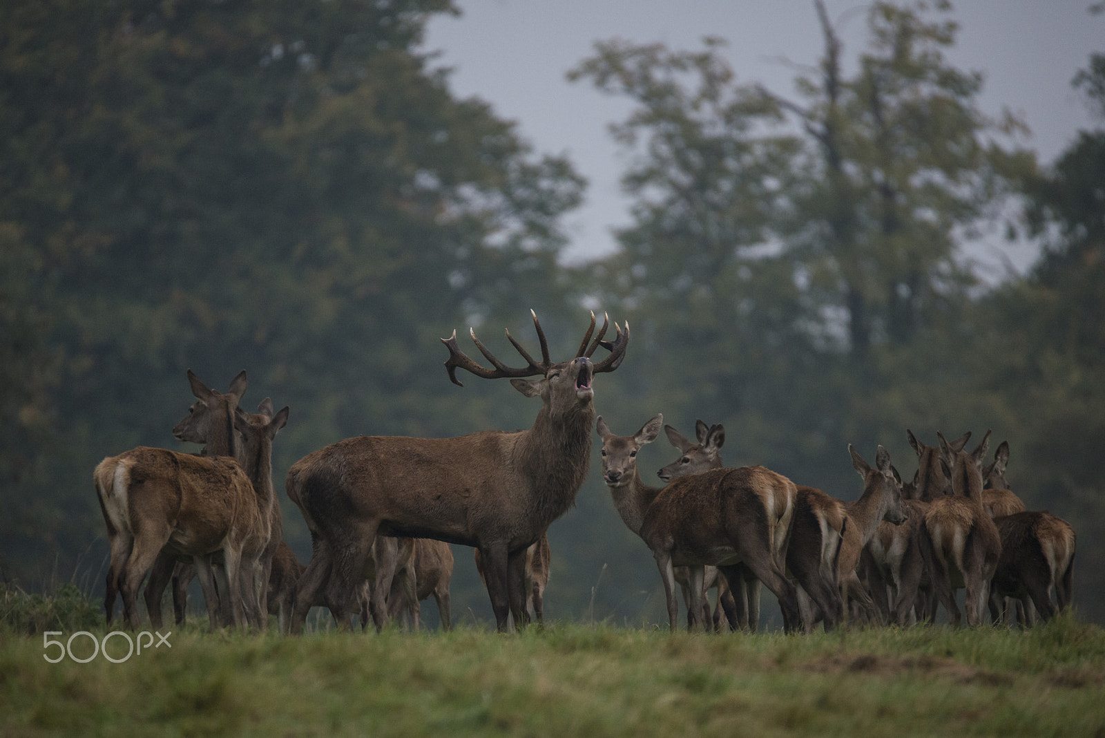Sigma 150-600mm F5-6.3 DG OS HSM | S sample photo. King of the herd photography