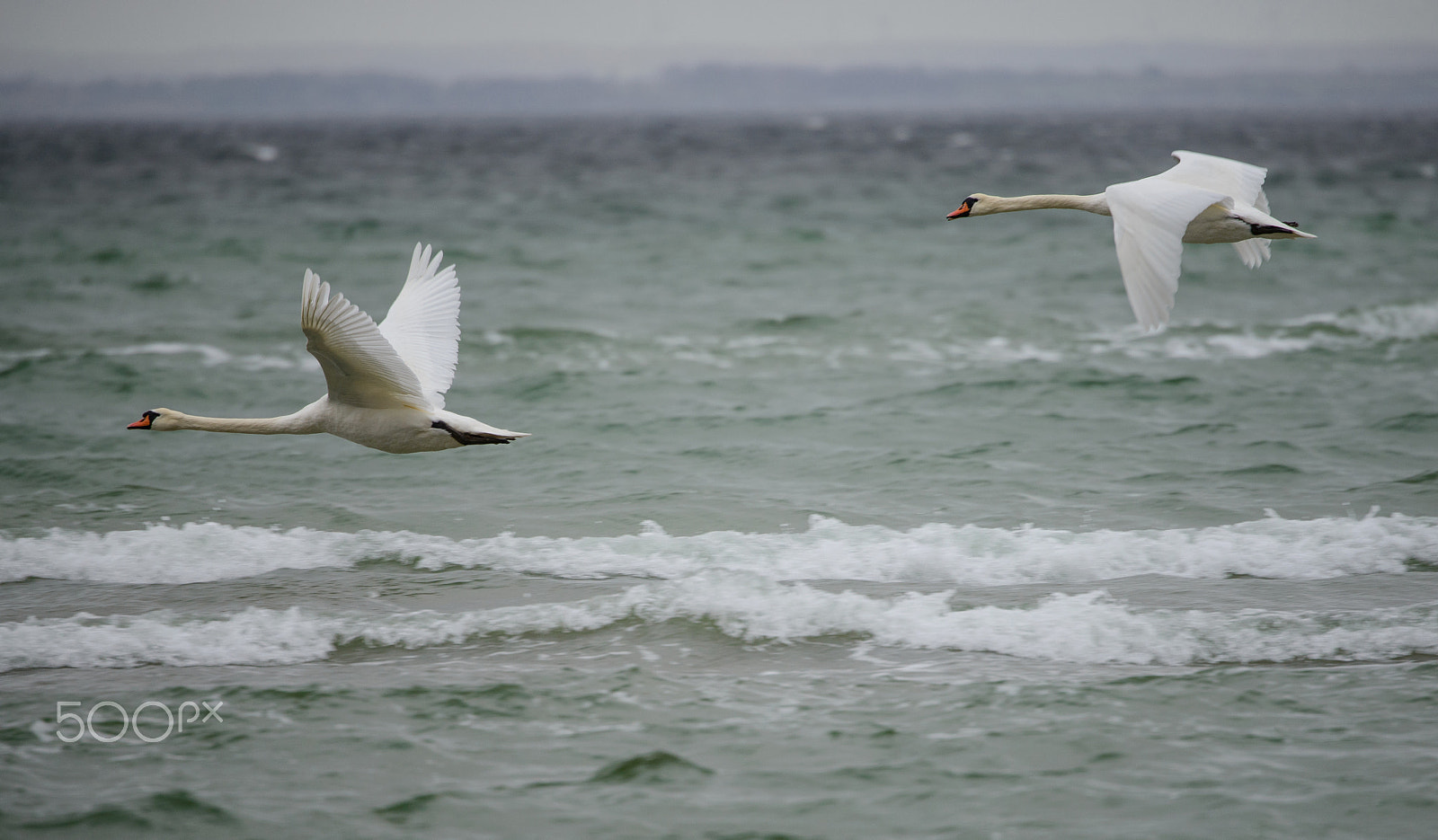 Nikon D800 sample photo. Two swans photography