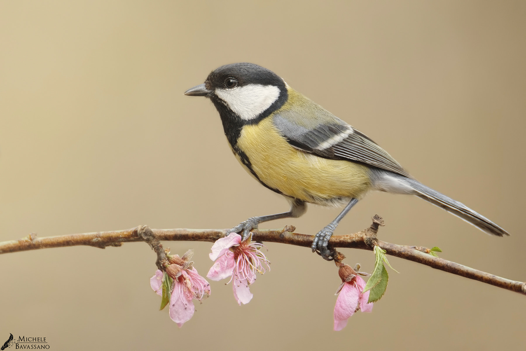 150-600mm F5-6.3 DG OS HSM | Sports 014 sample photo. Spring photography