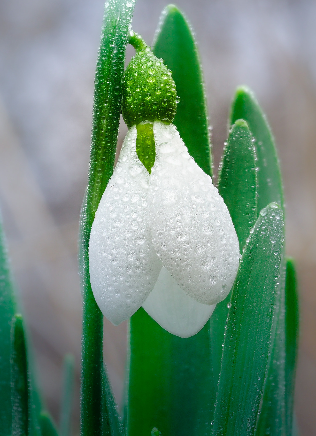 Olympus OM-D E-M1 Mark II + Olympus M.Zuiko Digital ED 60mm F2.8 Macro sample photo. Snowdrop photography