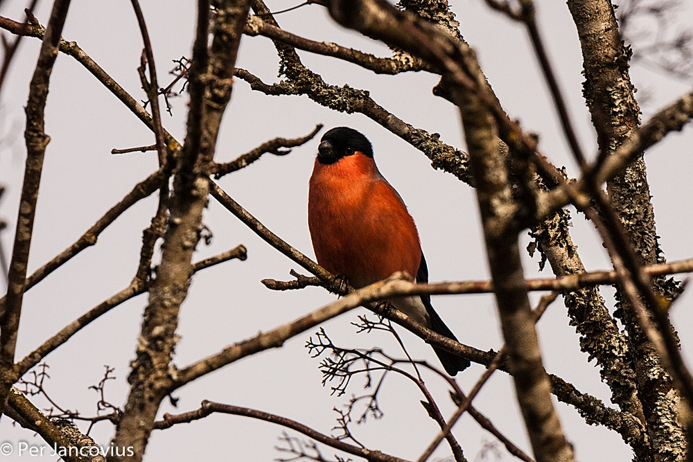 Tamron SP 150-600mm F5-6.3 Di VC USD sample photo. Bullfinch photography