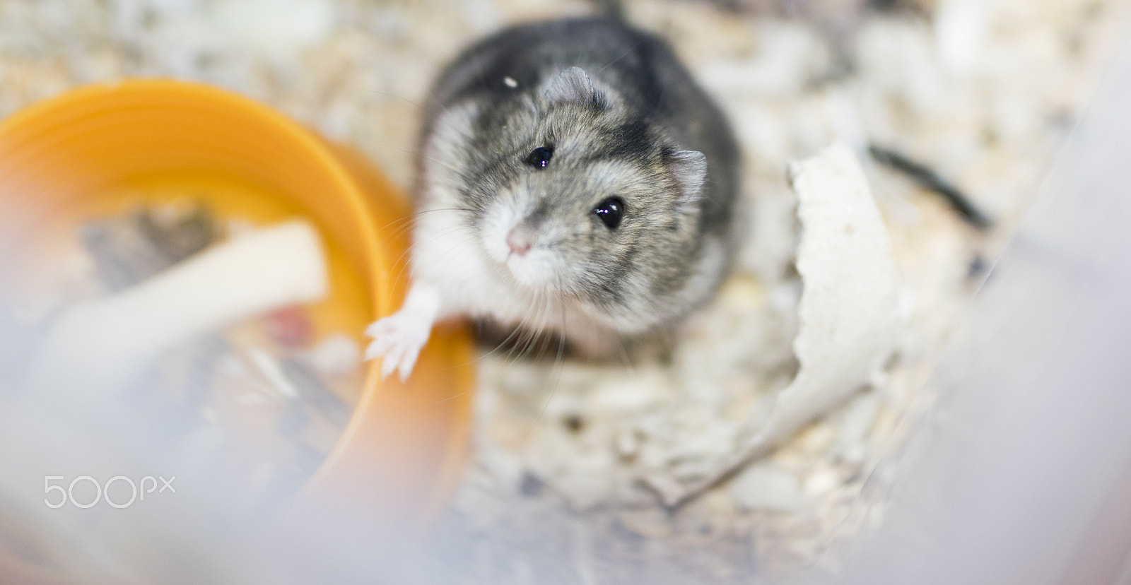 Nikon D5300 + Sigma 50mm F1.4 DG HSM Art sample photo. Hamster 1 photography