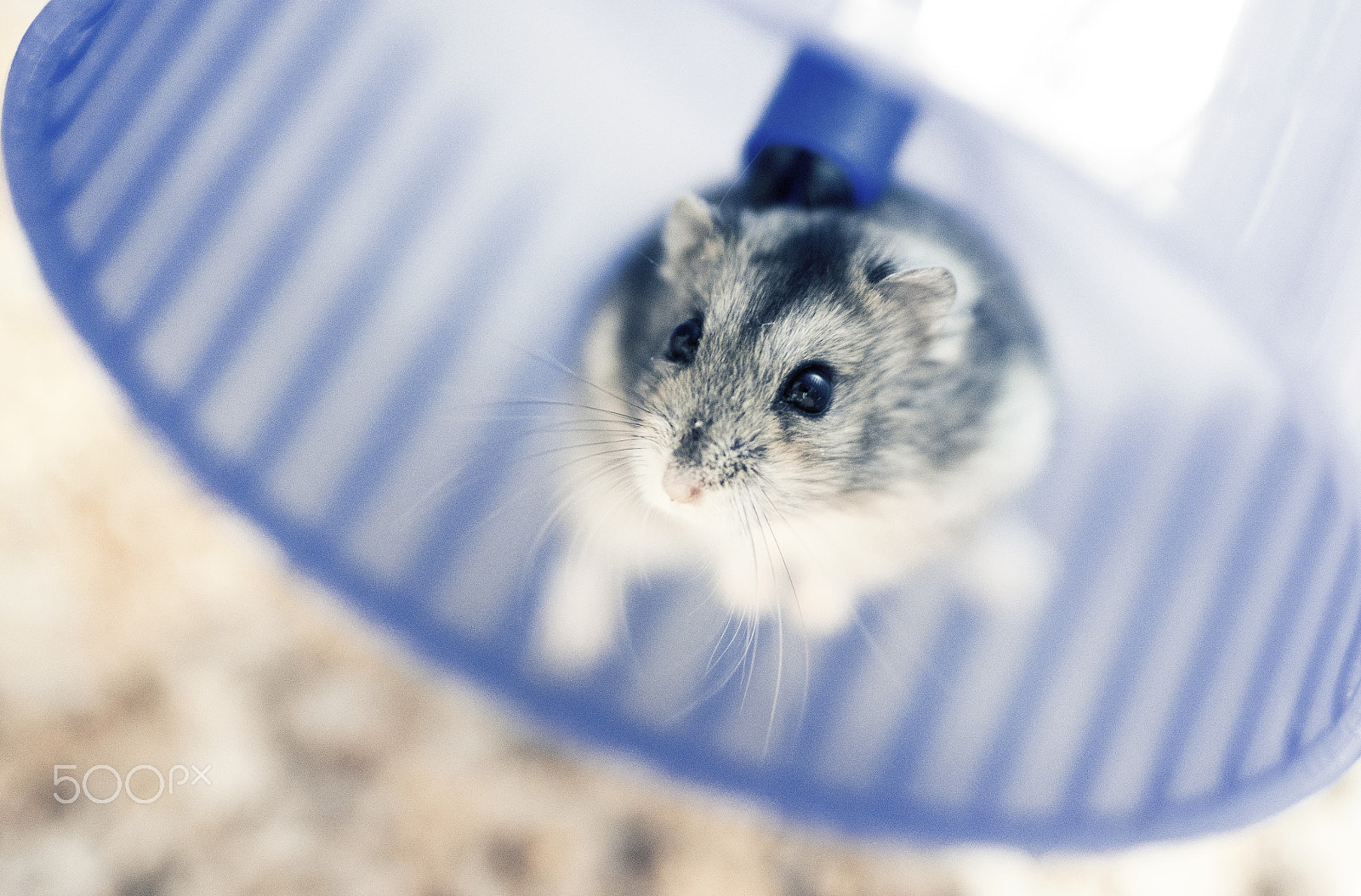 Nikon D5300 + Sigma 50mm F1.4 DG HSM Art sample photo. Hamster 3 photography