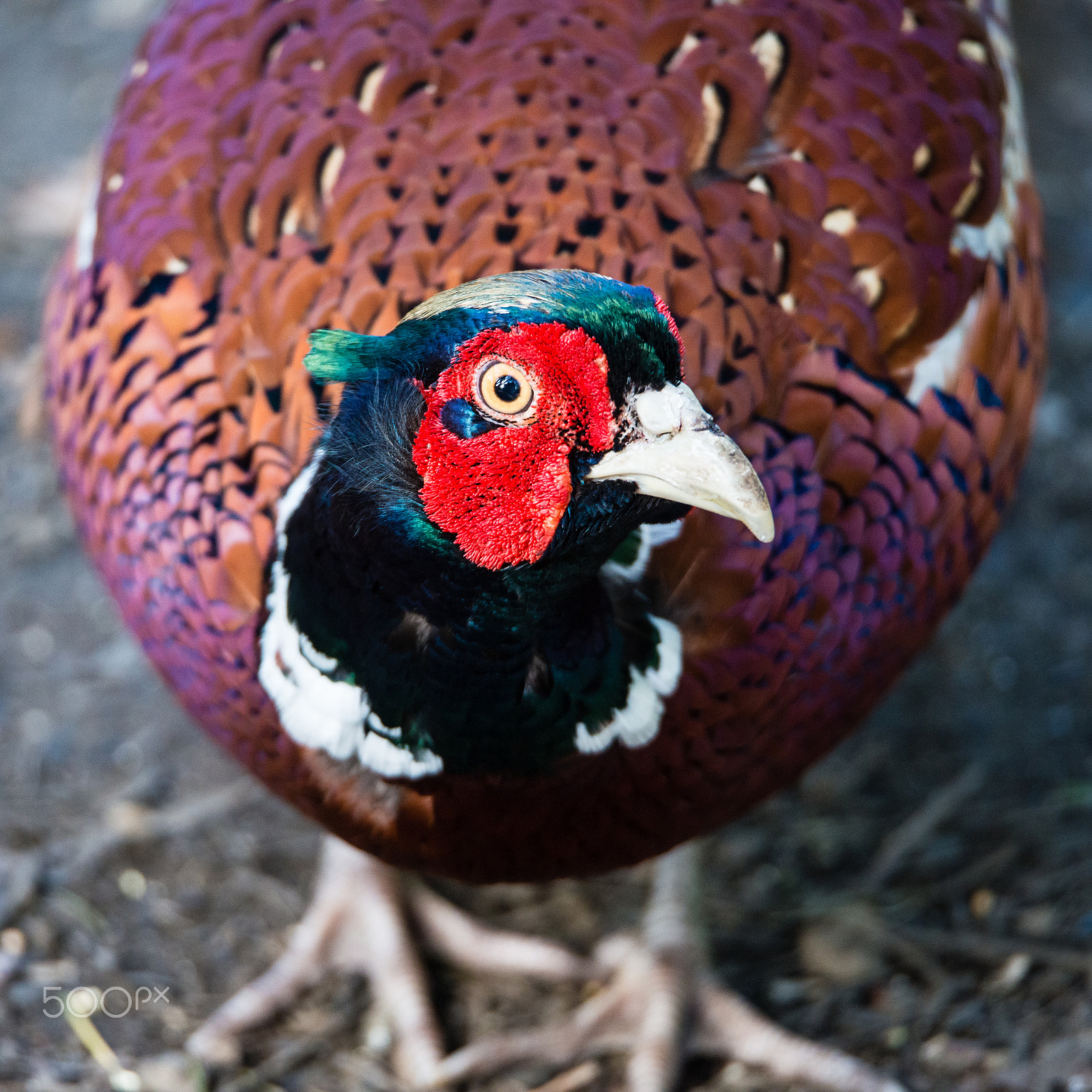 Sigma 150-600mm F5-6.3 DG OS HSM | S sample photo. Eyeballing photography