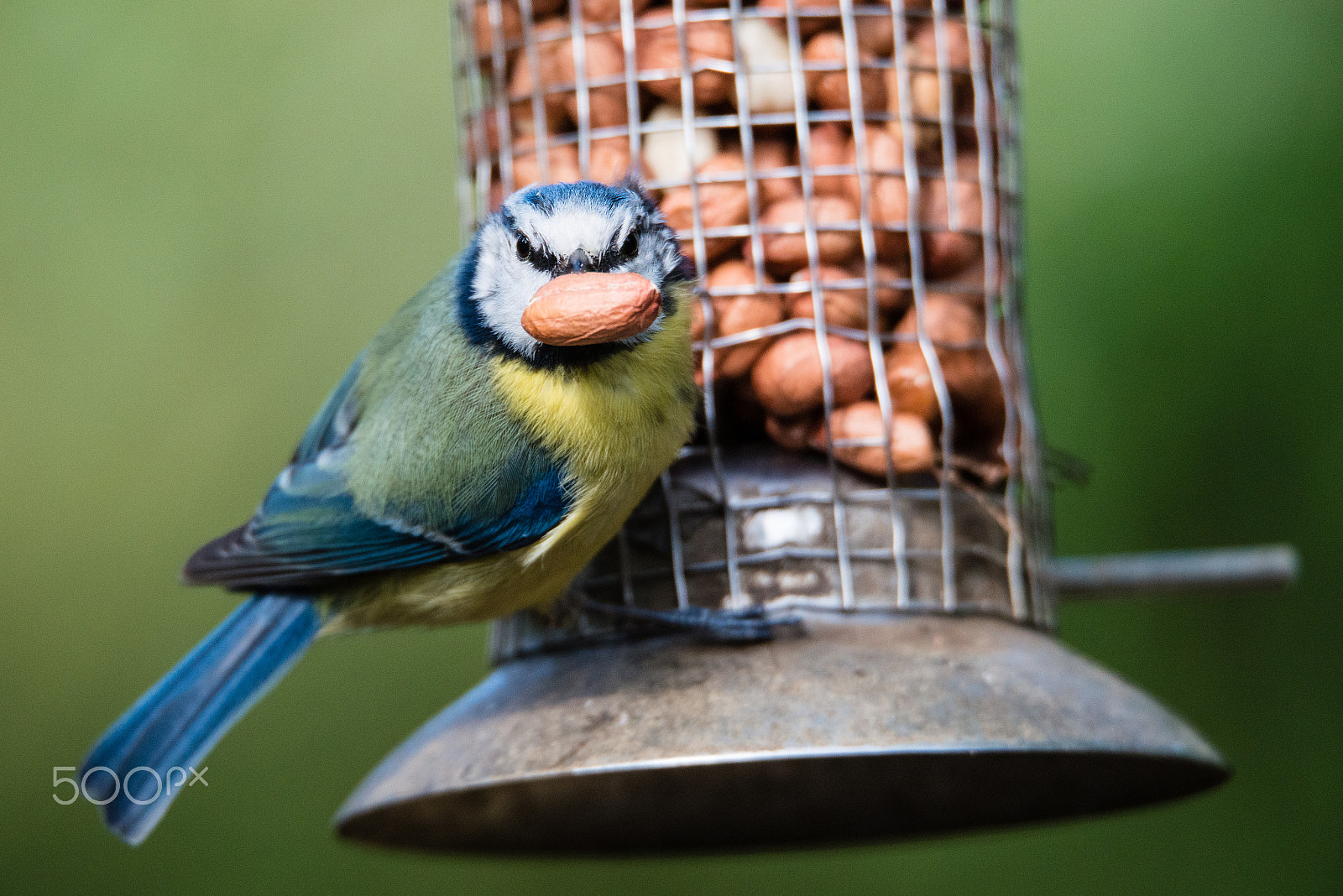 Nikon D800 + Sigma 150-600mm F5-6.3 DG OS HSM | S sample photo. It's as big as me head! photography