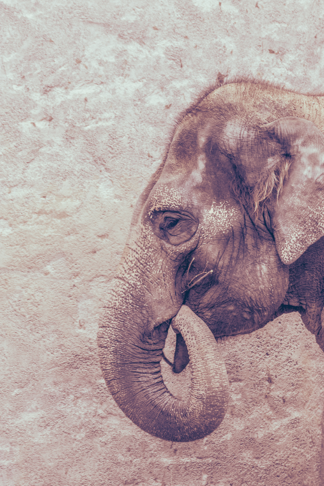 Canon EF 70-300mm F4-5.6 IS USM sample photo. Elephant photography