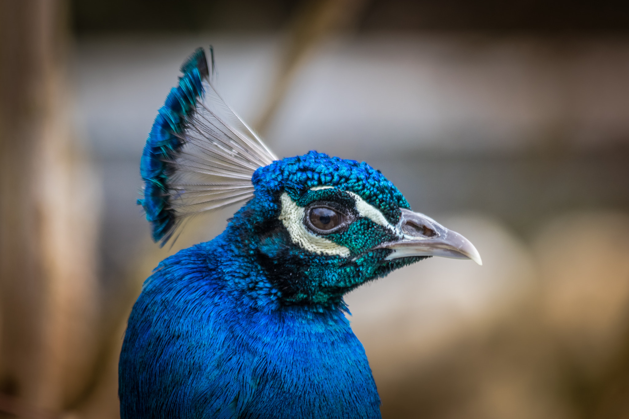 Canon EF 70-300mm F4-5.6 IS USM sample photo. Pfau photography
