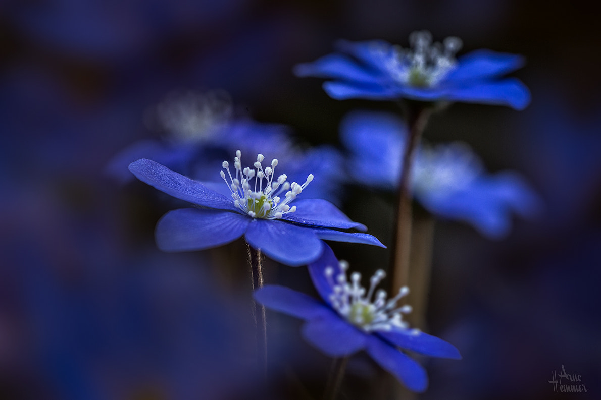 Sigma 150mm F2.8 EX DG OS Macro HSM sample photo. Blue photography