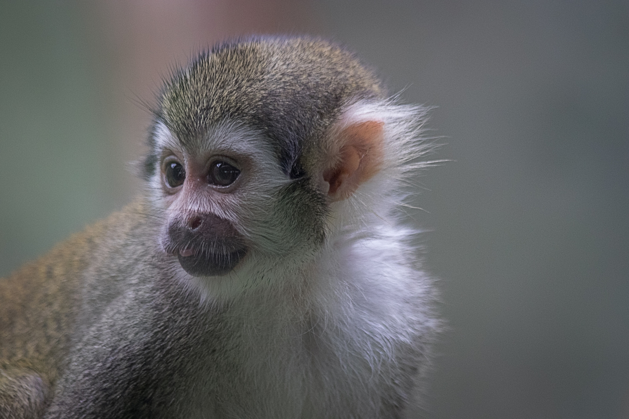 Canon EF 70-300mm F4-5.6 IS USM sample photo. Little monkey photography