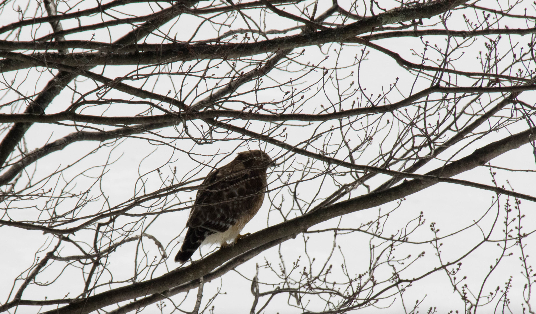 Sigma 18-300mm F3.5-6.3 DC Macro HSM sample photo. Red shouldered hawk photography