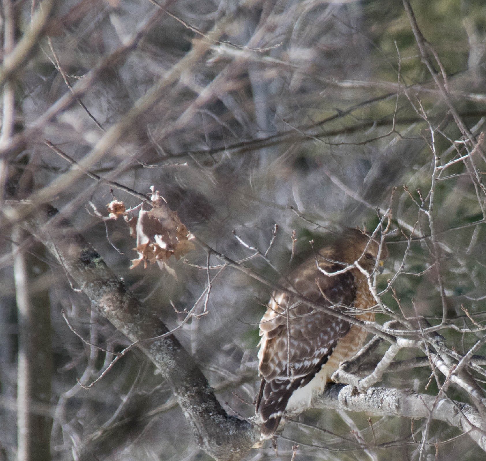 Sigma 18-300mm F3.5-6.3 DC Macro HSM sample photo. Red shouldered hawk photography