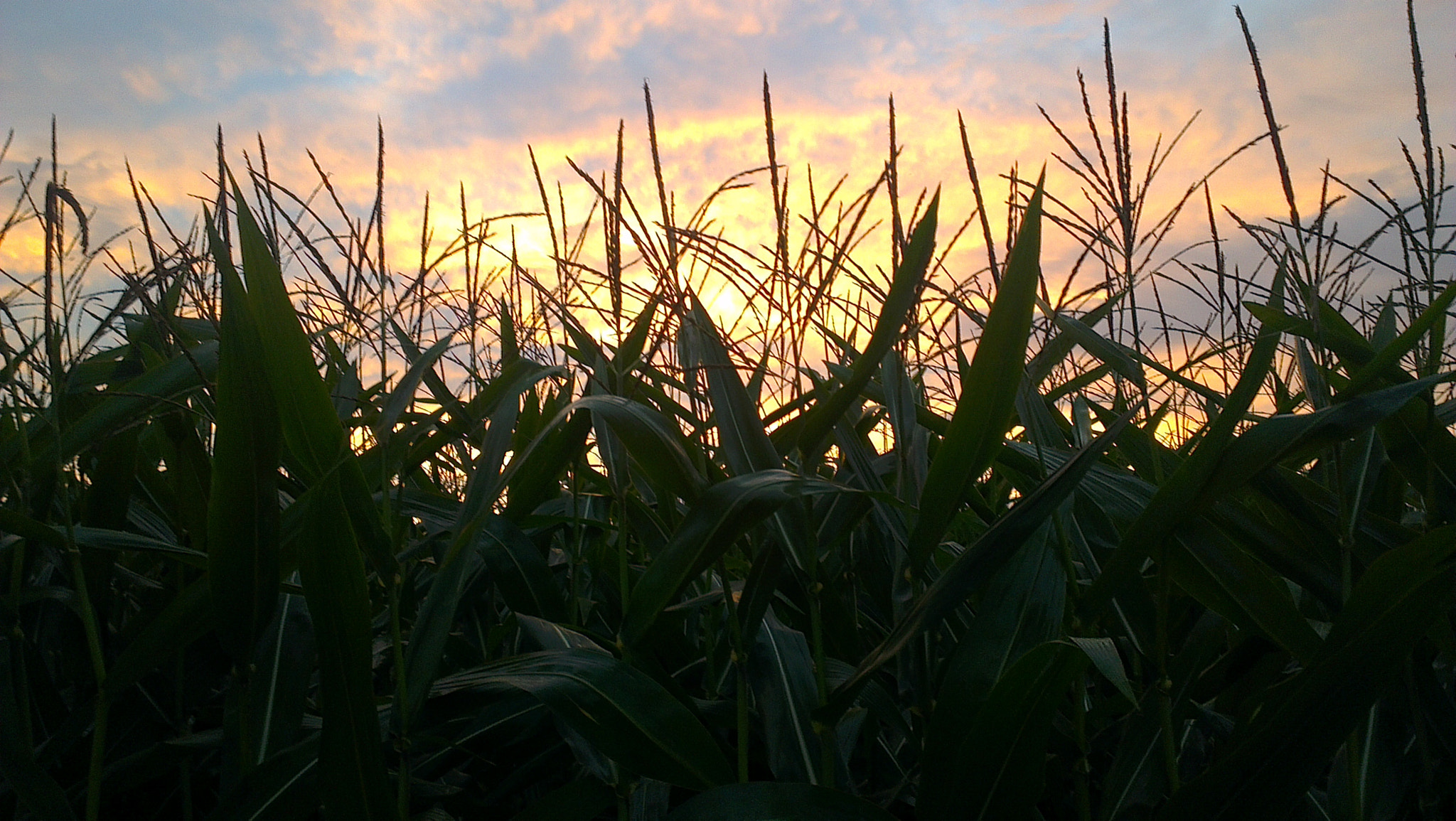 HTC ONE X sample photo. Sunrise between corn field photography