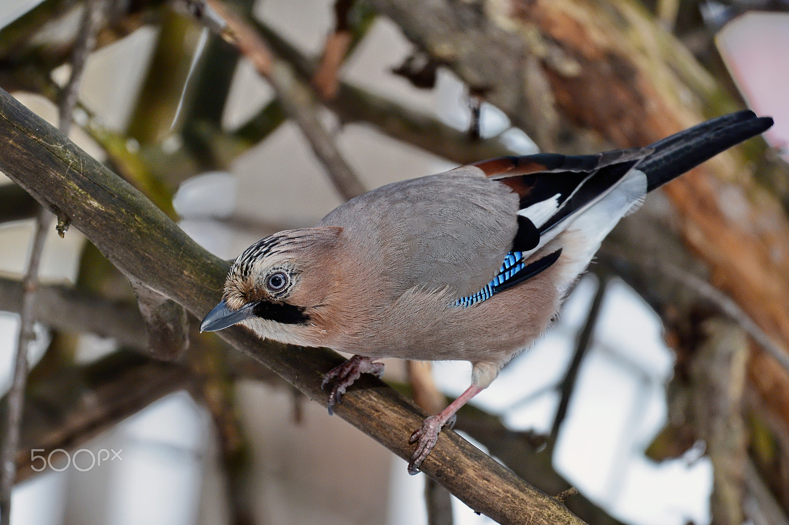 AF Zoom-Nikkor 28-80mm f/3.5-5.6D sample photo. Jay photography