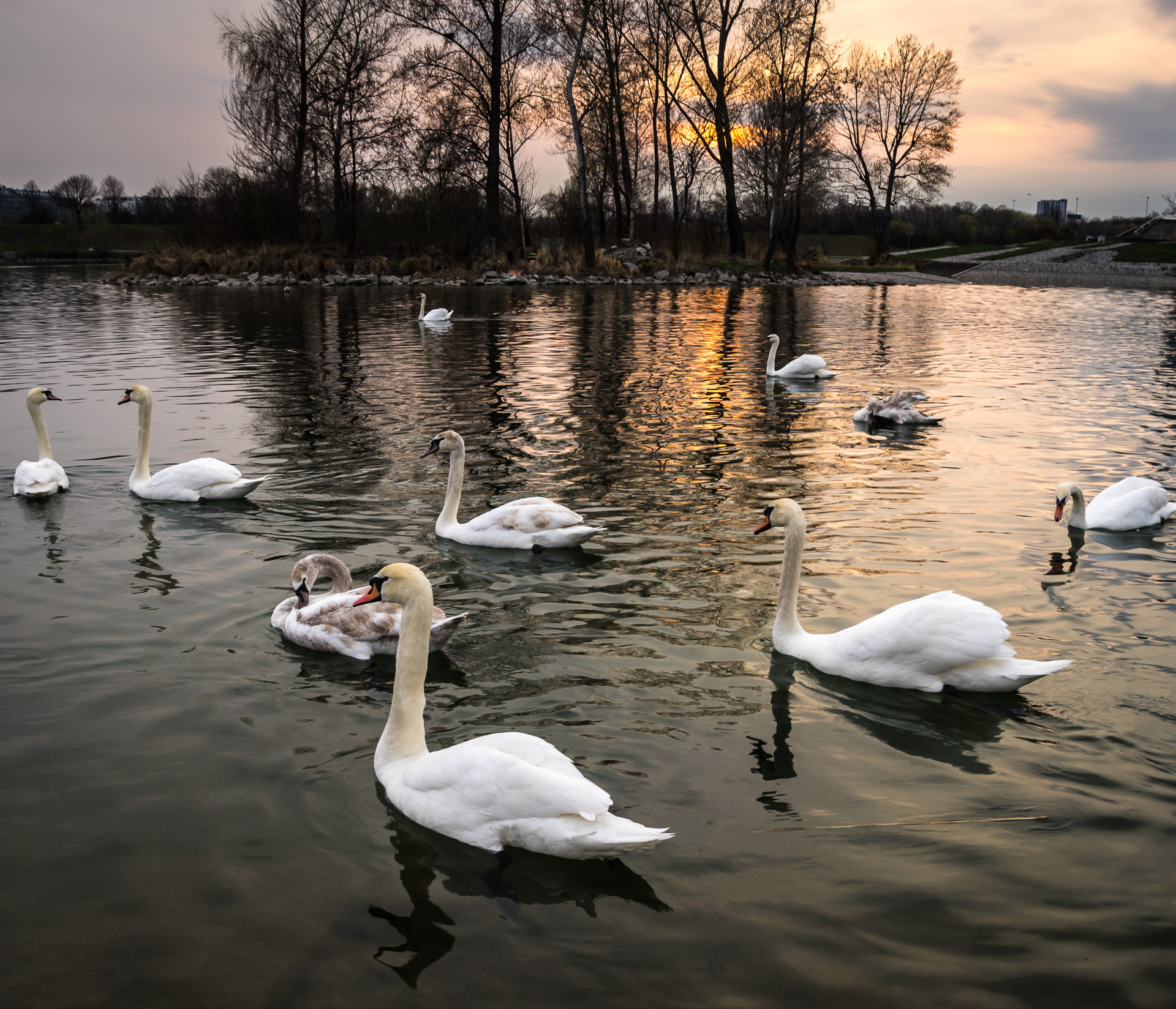 Pentax K-3 + Tamron SP AF 17-50mm F2.8 XR Di II LD Aspherical (IF) sample photo. A lot of swans photography