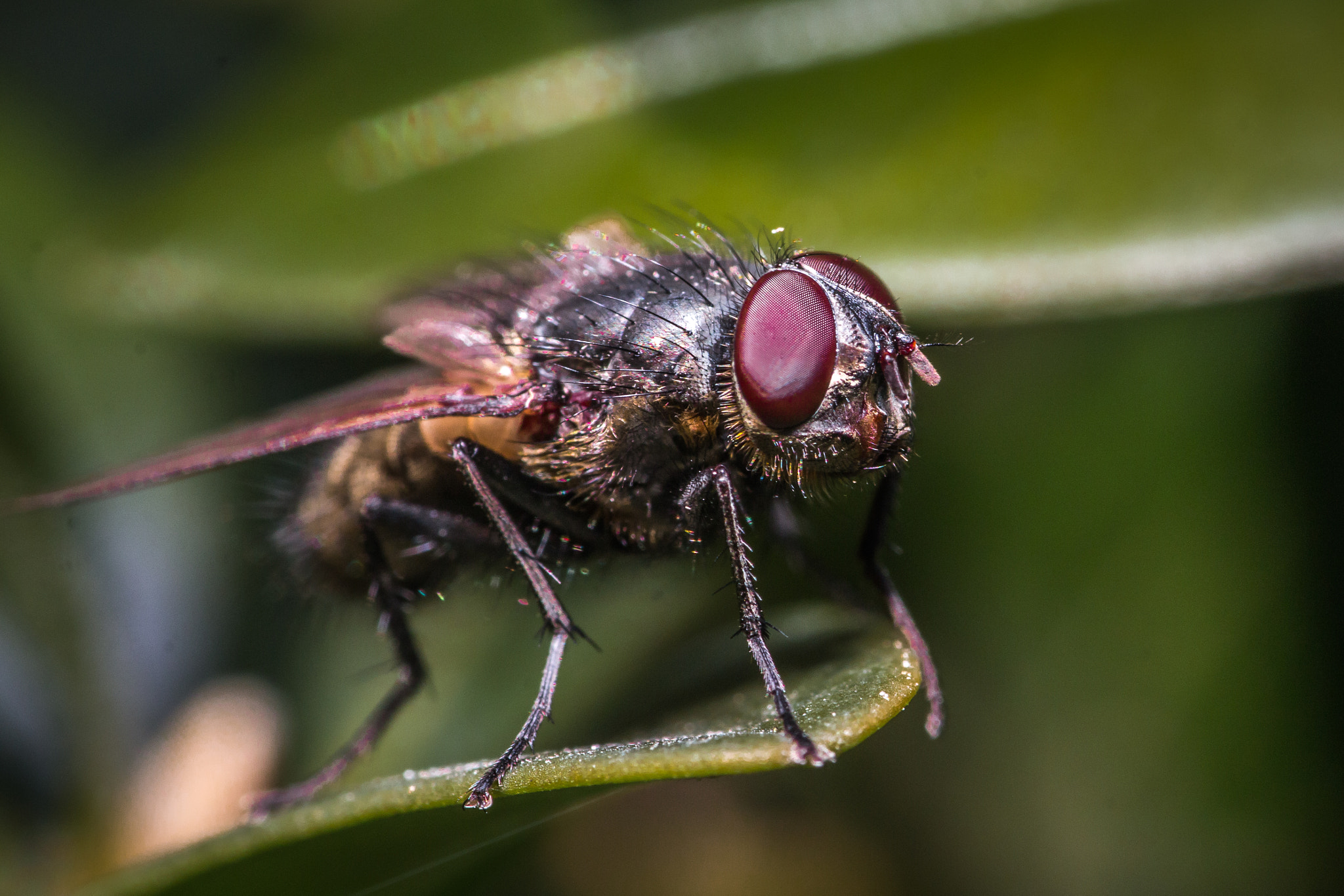 Sigma 105mm F2.8 EX DG OS HSM sample photo. Mucha photography