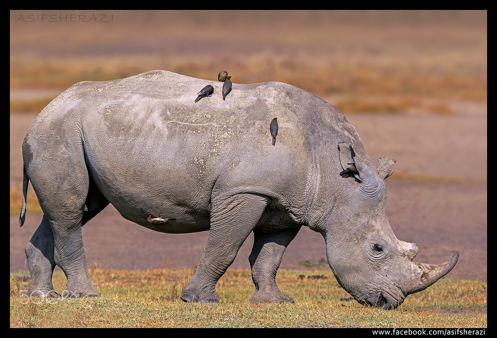 Nikon AF-S Nikkor 600mm F4E FL ED VR sample photo. Beauty of the nature photography