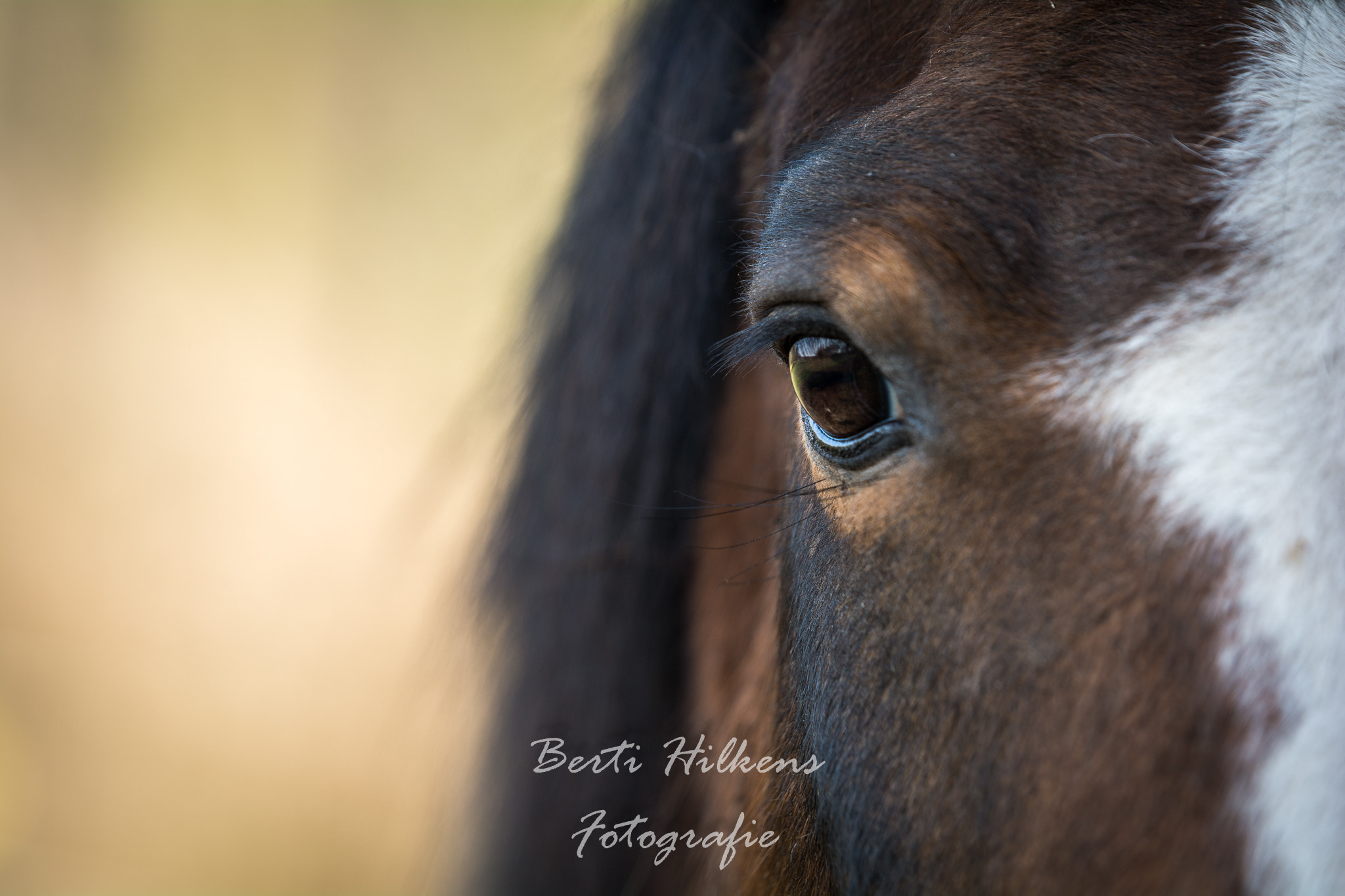 Tamron SP 70-200mm F2.8 Di VC USD sample photo. Horse photography