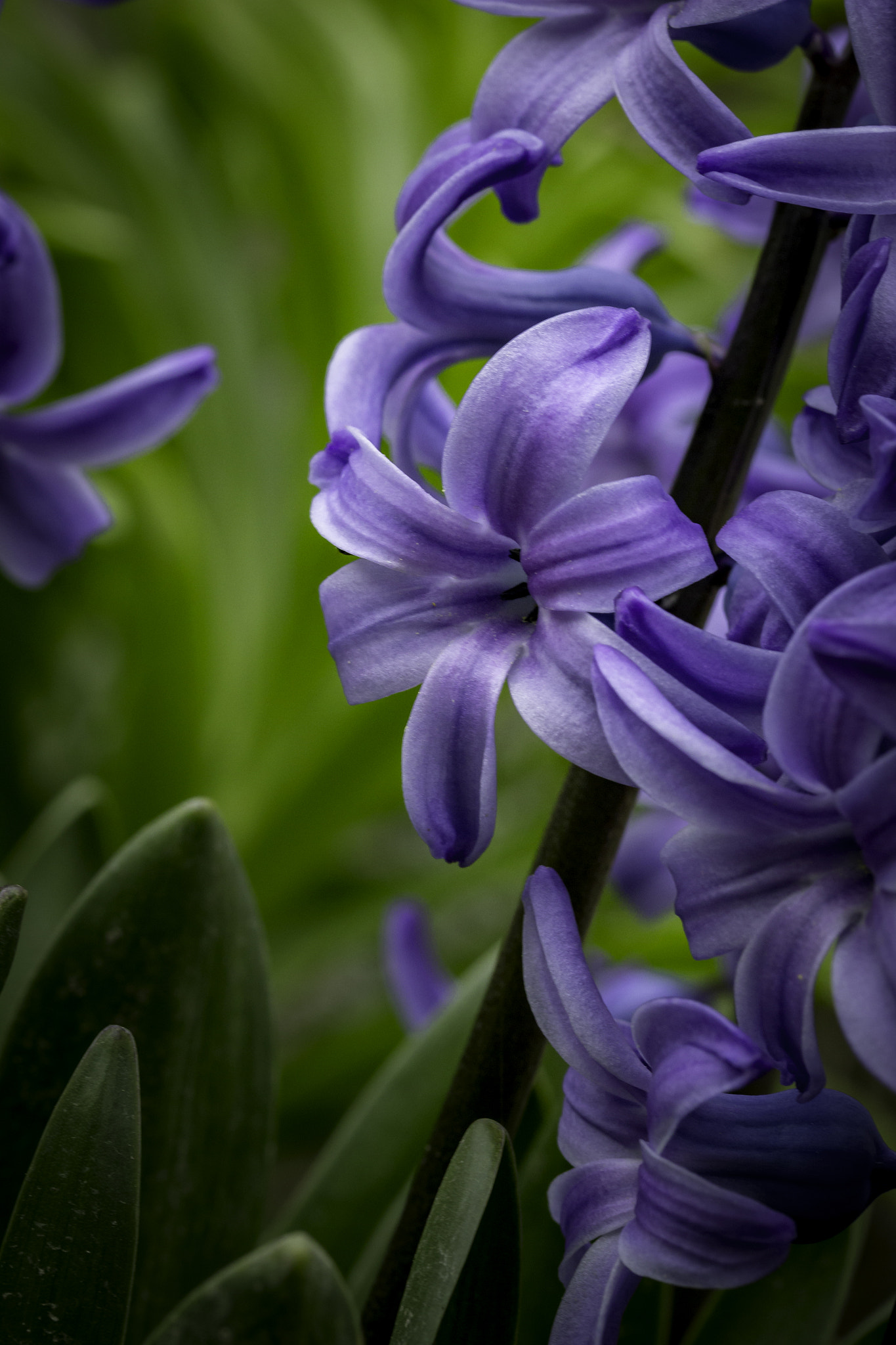 Canon EF-S 60mm F2.8 Macro USM sample photo. Hyacinthflower photography