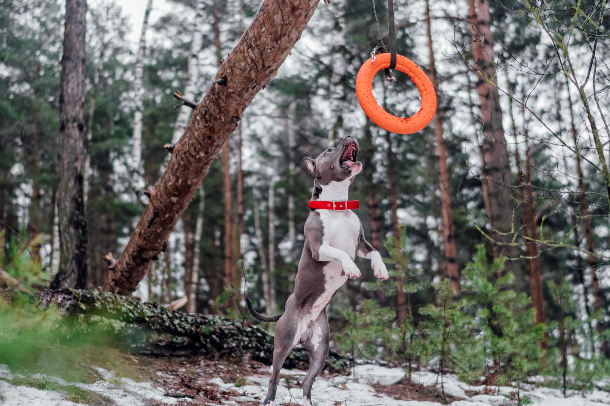 Sony a6500 + Sony Distagon T* FE 35mm F1.4 ZA sample photo. Game in forest photography