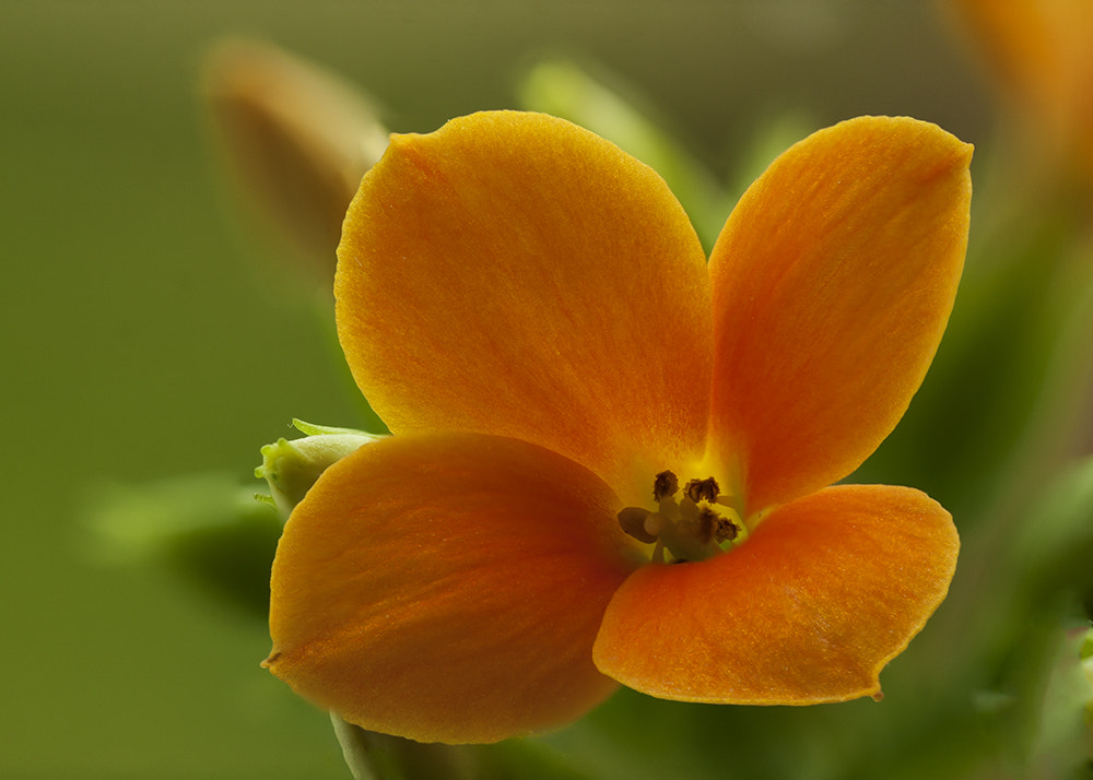 Canon EOS 40D + Tamron SP AF 90mm F2.8 Di Macro sample photo. The protagonist photography