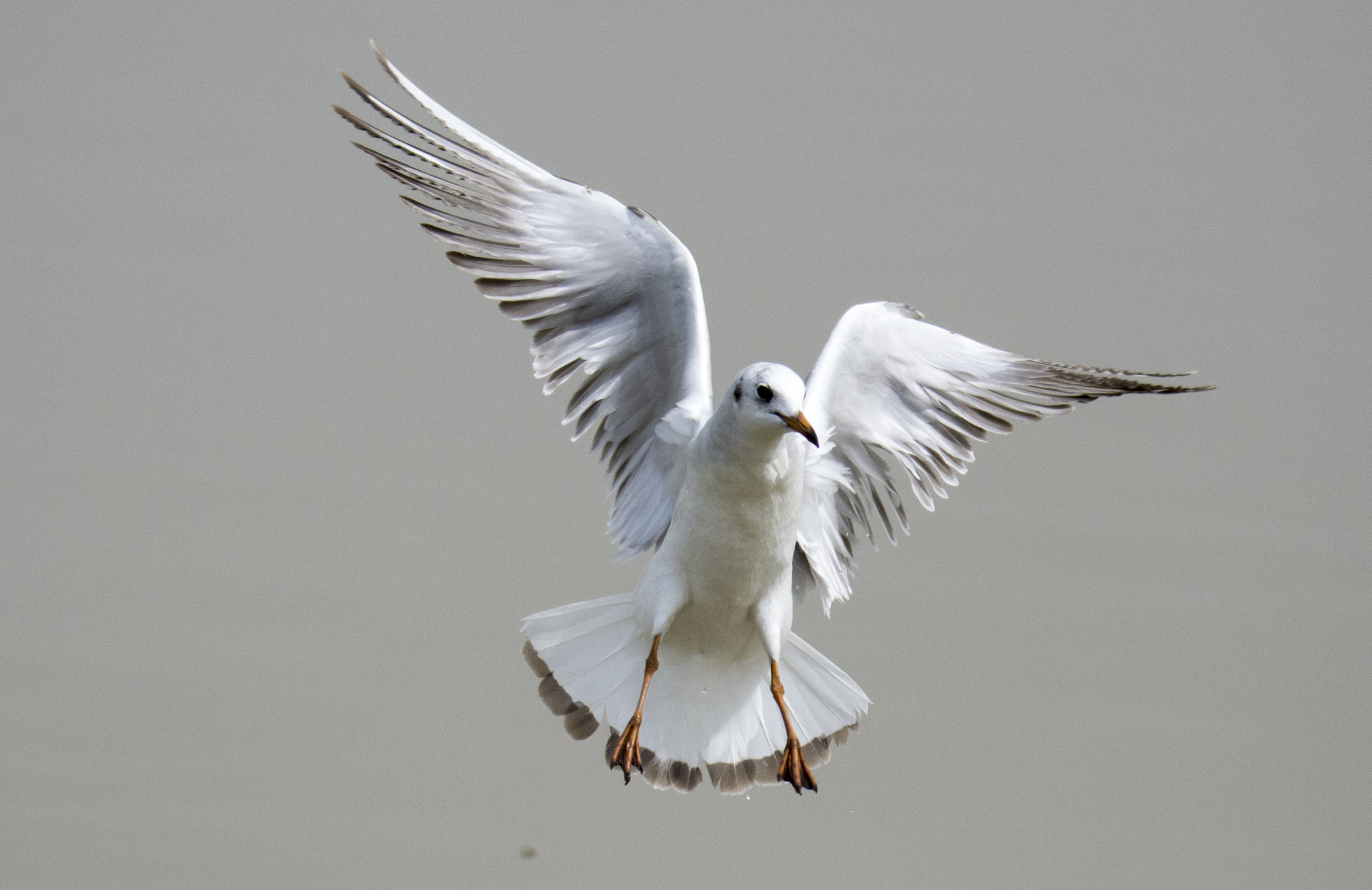 Nikon D7200 sample photo. Seagull photography