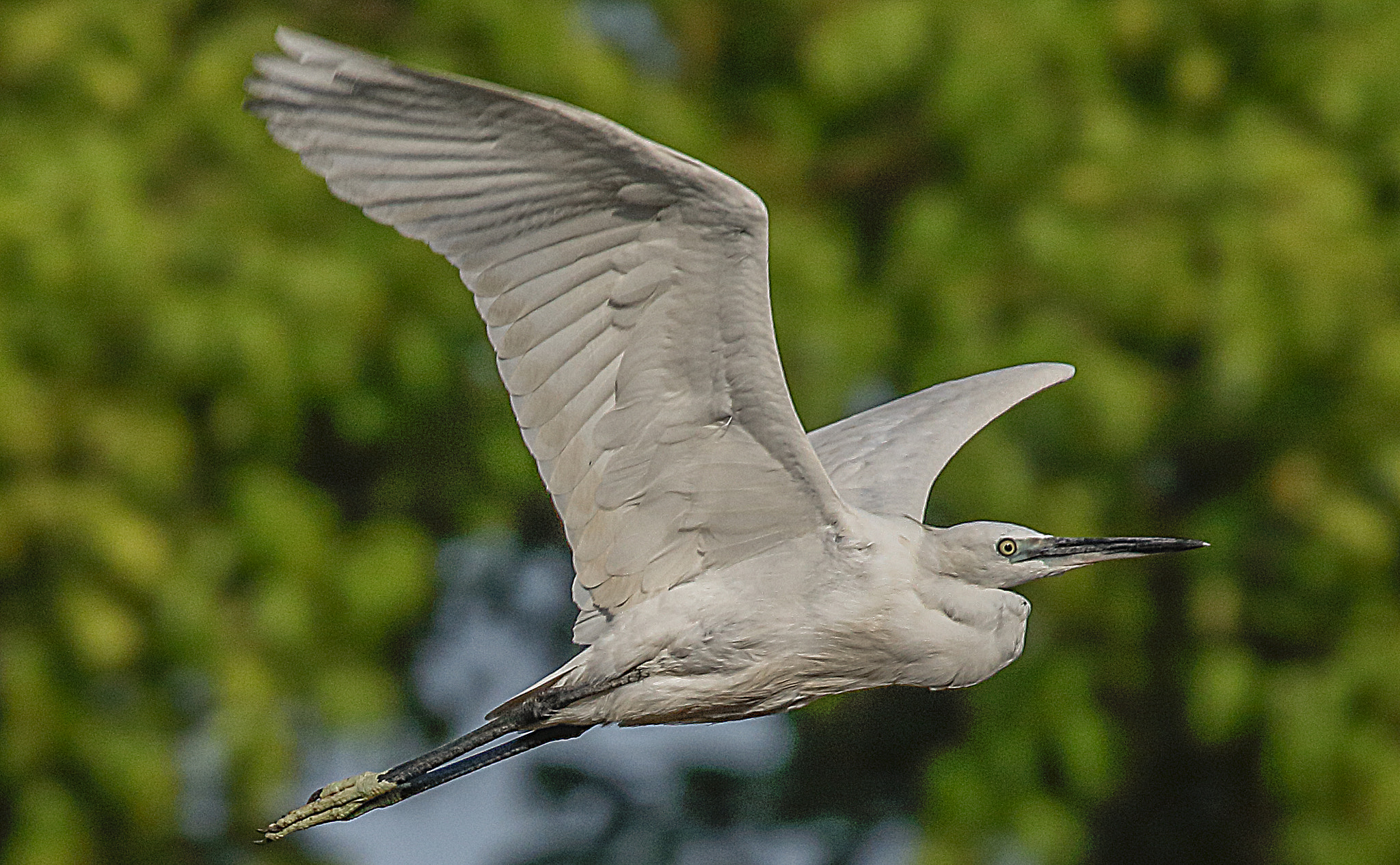 Canon EOS 760D (EOS Rebel T6s / EOS 8000D) sample photo. Bird in flight photography