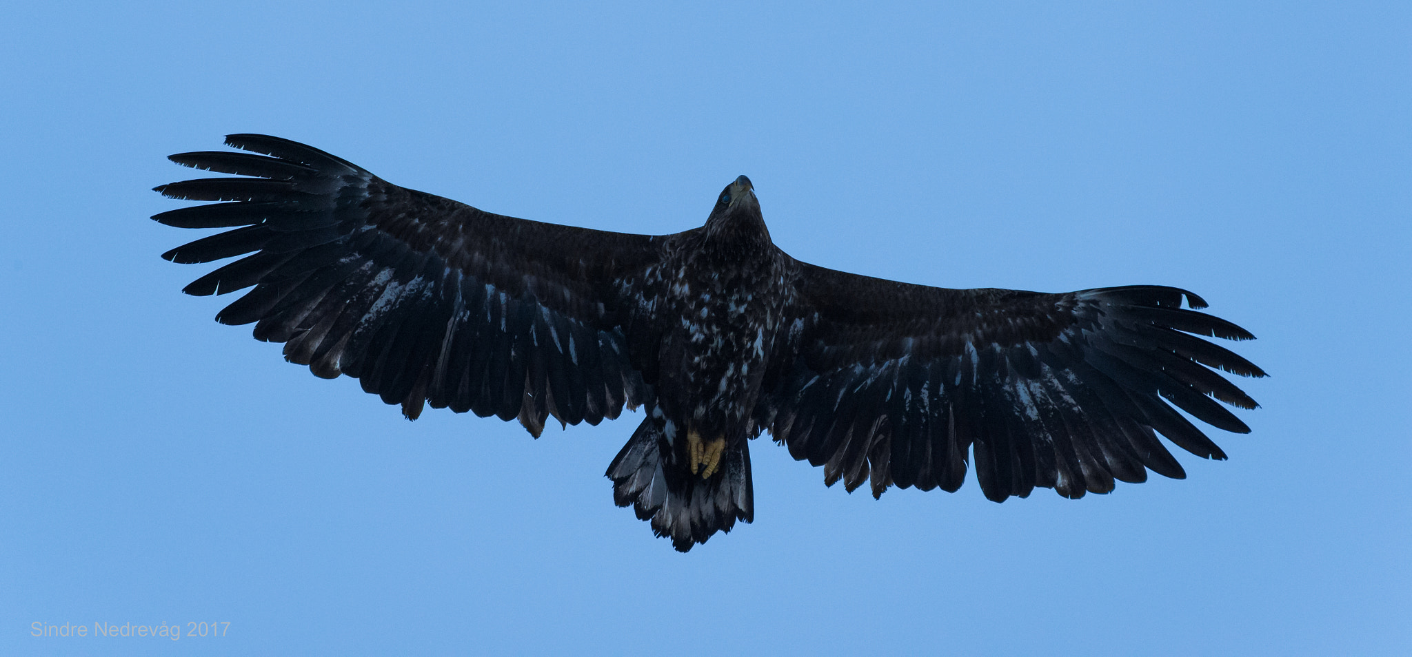 Nikon AF-S Nikkor 200-500mm F5.6E ED VR sample photo. Keeping watch photography