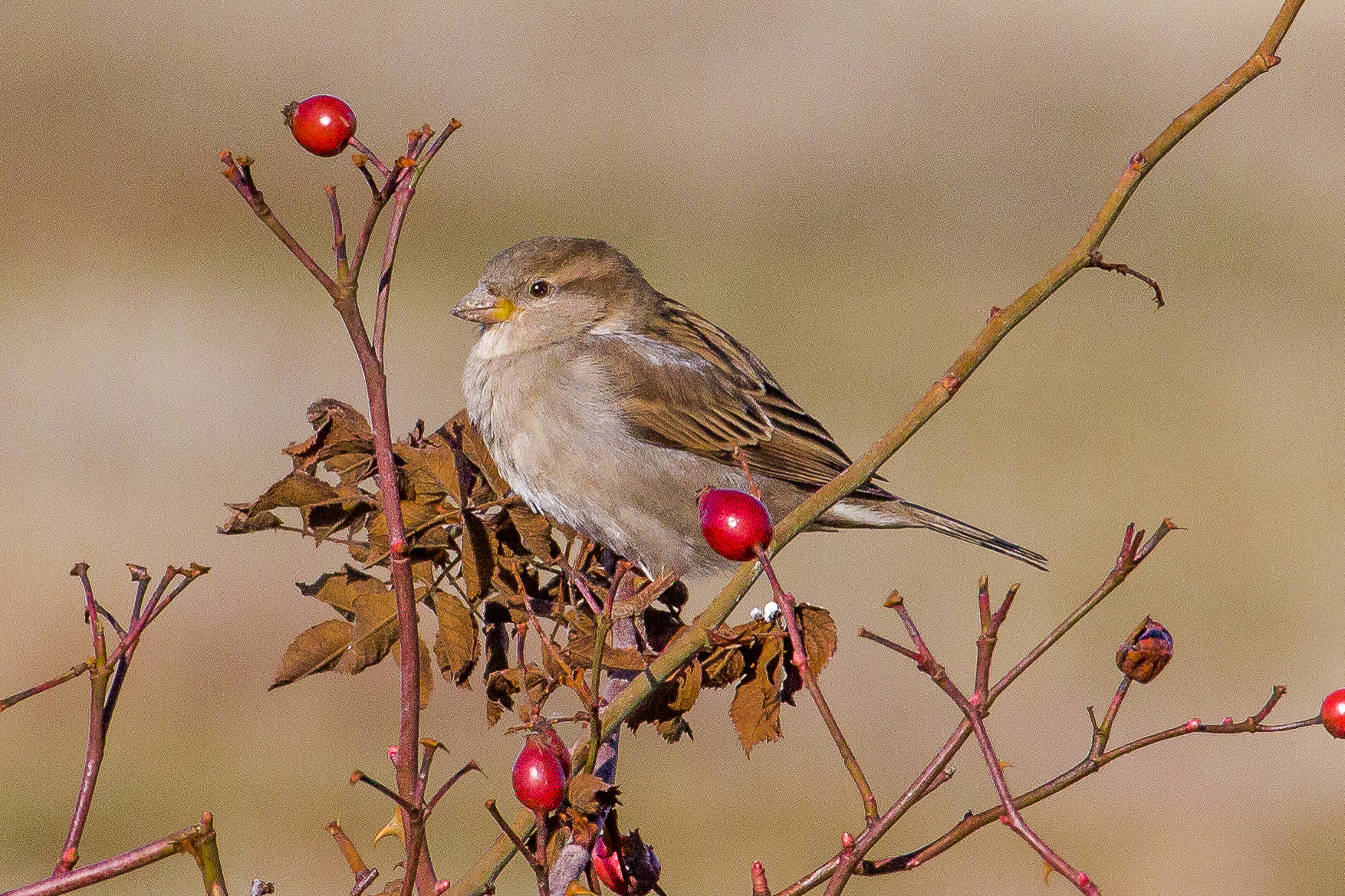 Canon EF 100-400mm F4.5-5.6L IS USM sample photo. Eurasian tree sparrow photography
