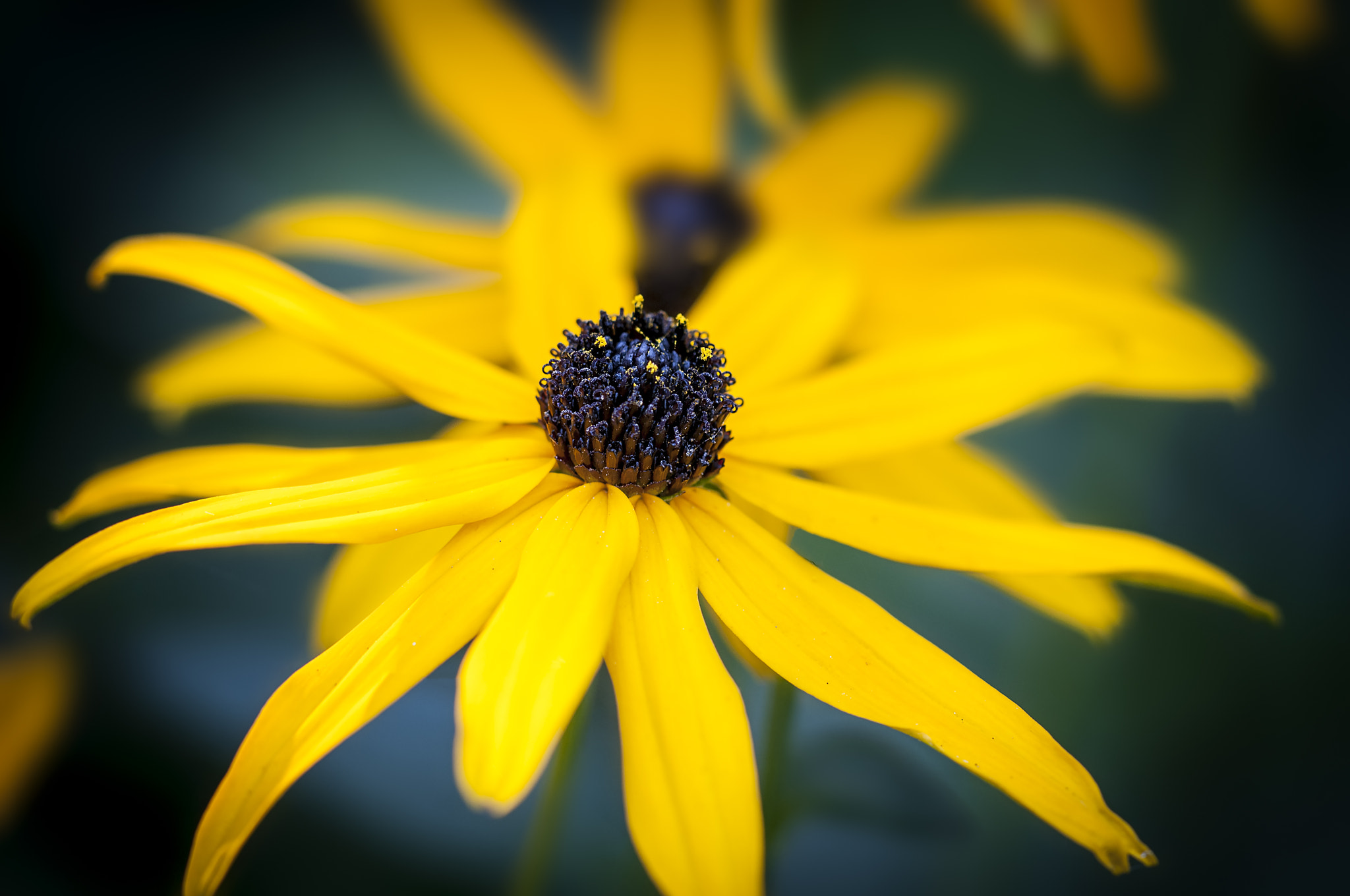 Nikon D300 + Sigma 150mm F2.8 EX DG Macro HSM sample photo. Sunshine on a cloudy day... photography