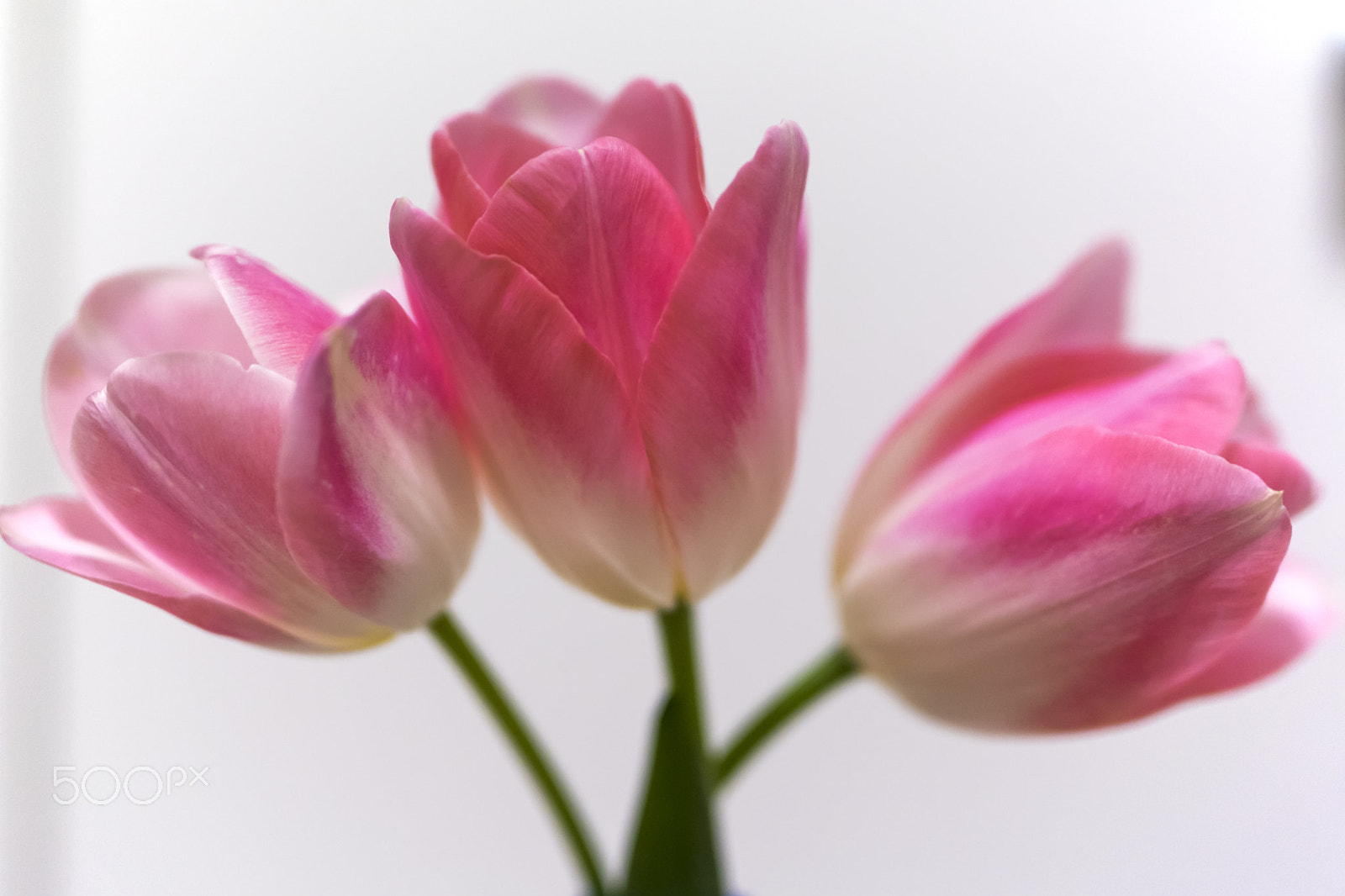 Nikon D5300 sample photo. Pink tulips photography