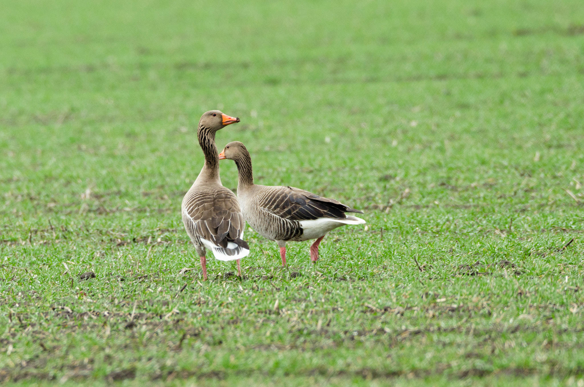 Sigma 150-600mm F5-6.3 DG OS HSM | C sample photo. Whatup photography