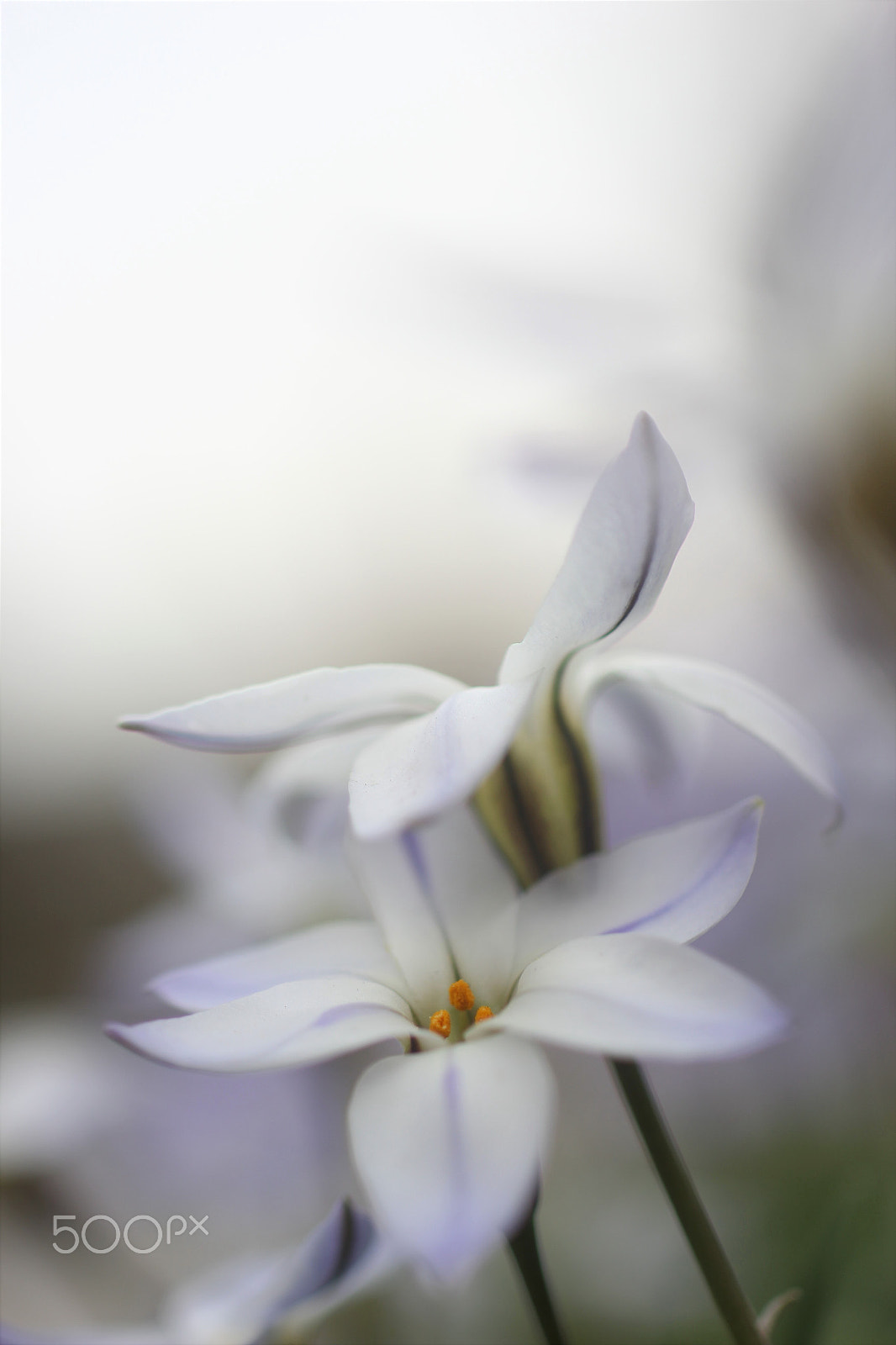 Sigma 50mm F1.4 EX DG HSM sample photo. White lovers photography