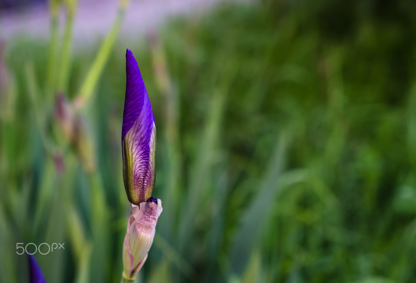 Nikon D5100 sample photo. Iris photography