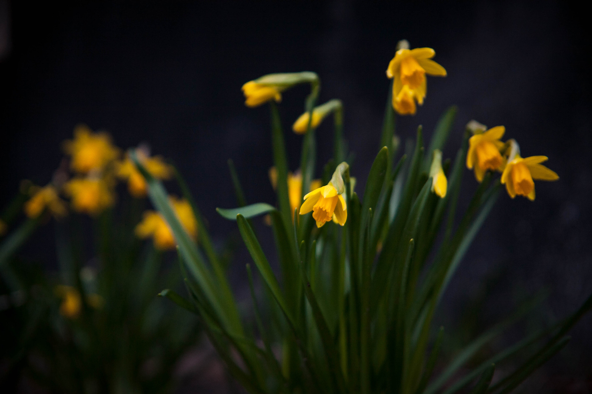Canon EOS 5D sample photo. Spring flowers photography