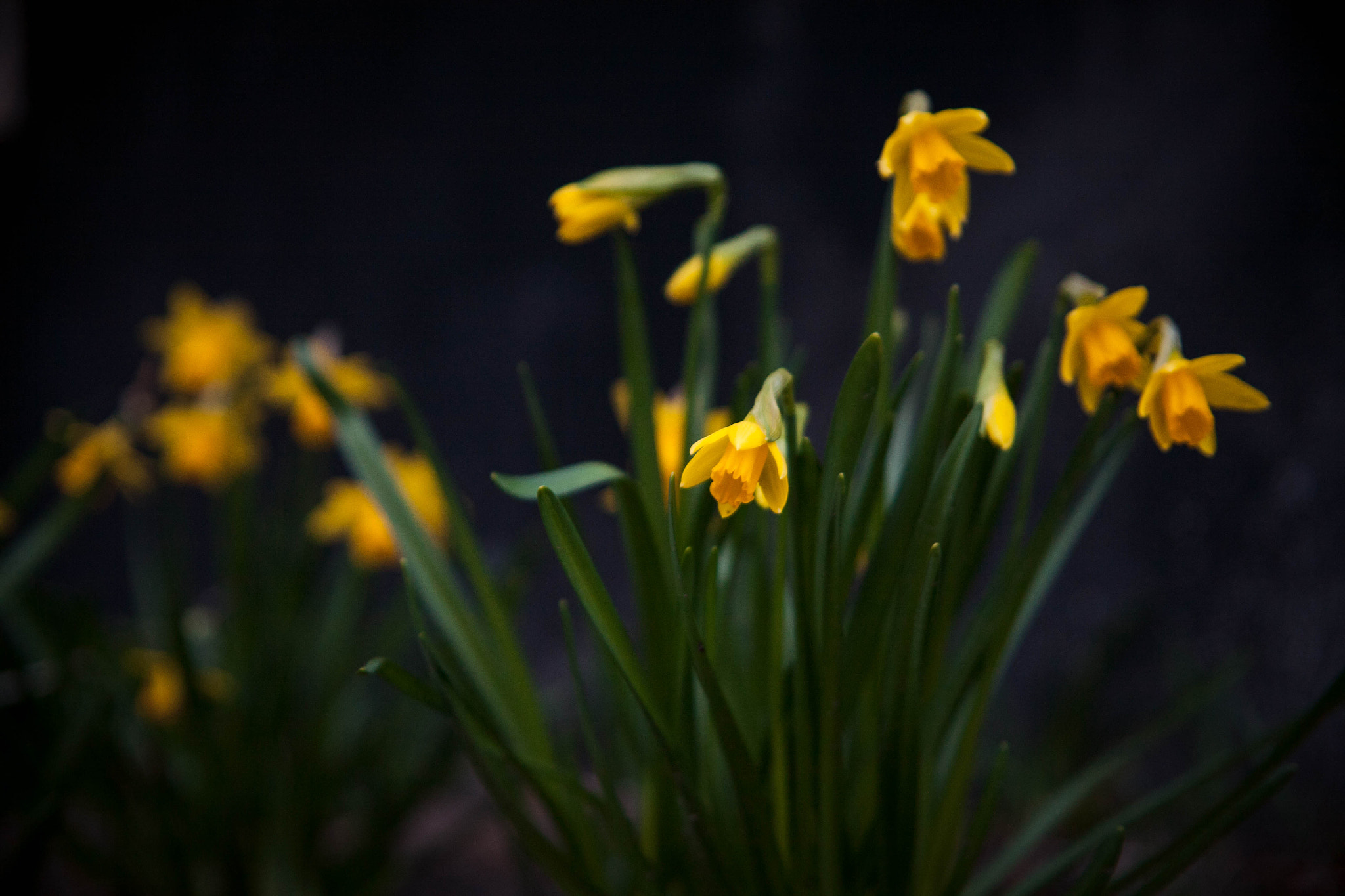 Canon EF 24-85mm F3.5-4.5 USM sample photo. Spring flowers photography