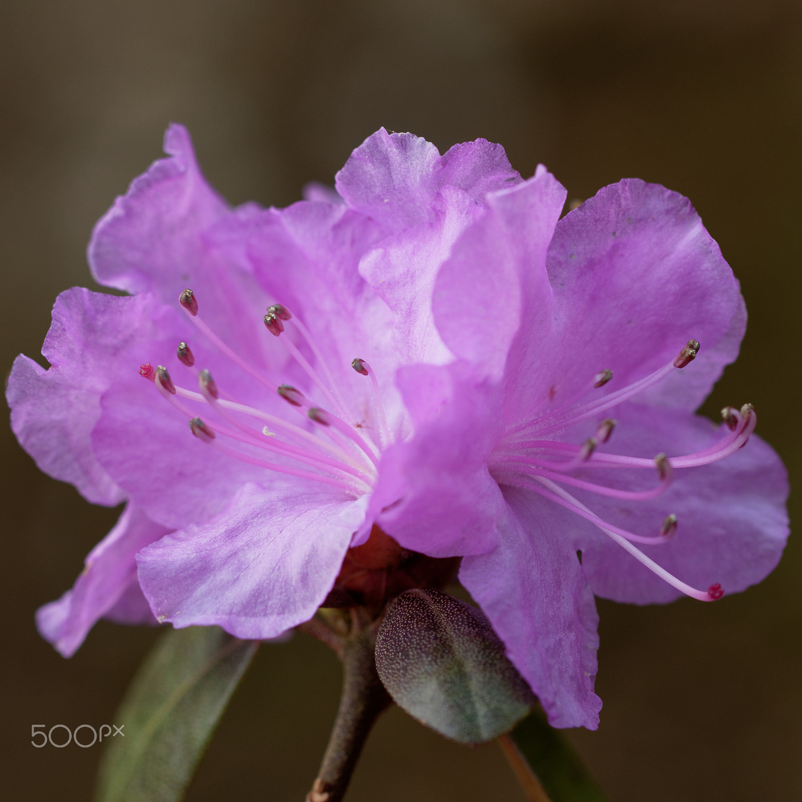 Canon EOS 7D Mark II + Canon EF 100mm F2.8 Macro USM sample photo. Rhododendron photography
