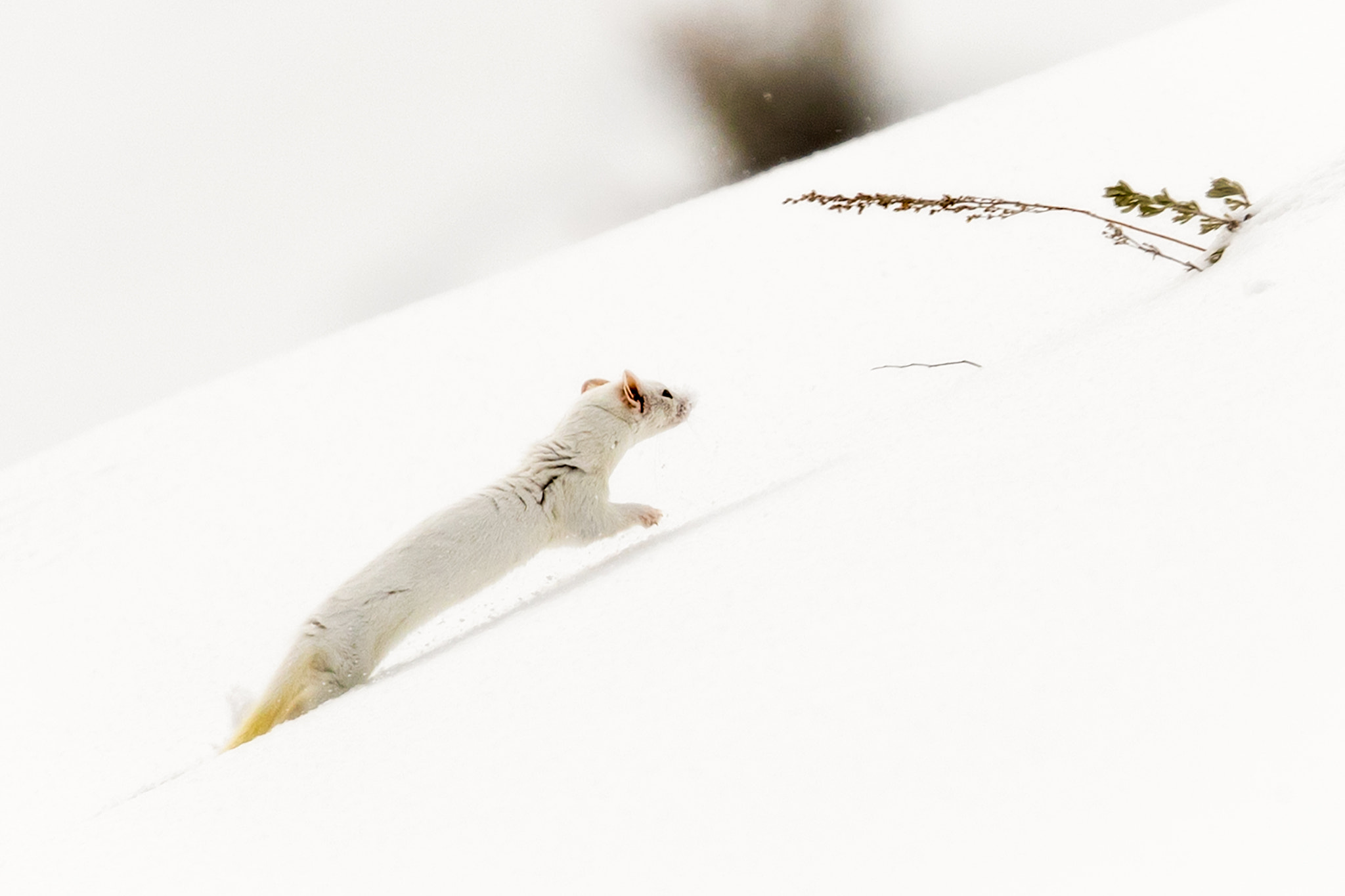 Canon EOS-1D X Mark II + Canon EF 500mm F4L IS II USM sample photo. On the run photography