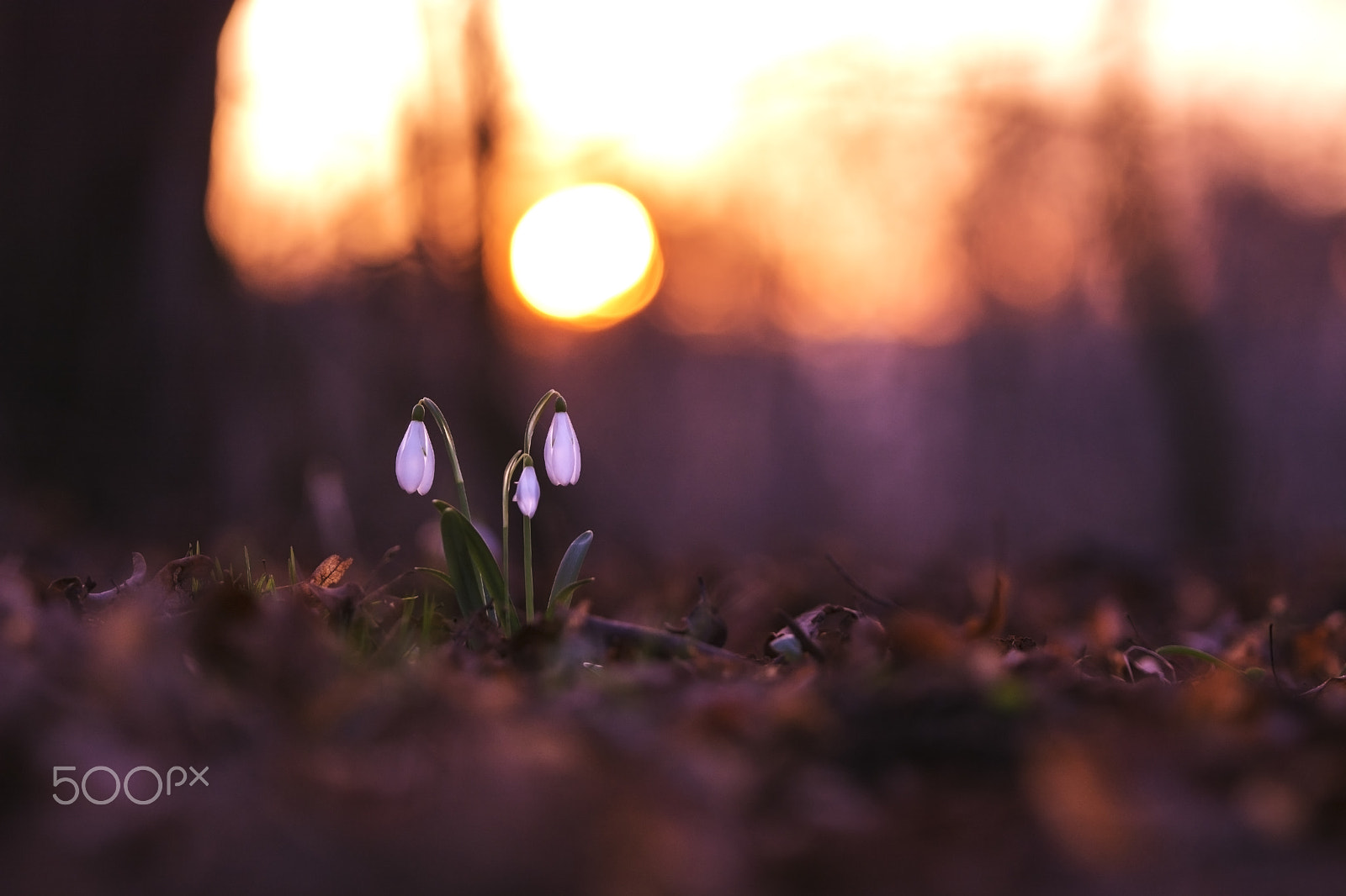 Nikon AF-S Nikkor 70-200mm F2.8G ED VR II sample photo. Snowdrops photography