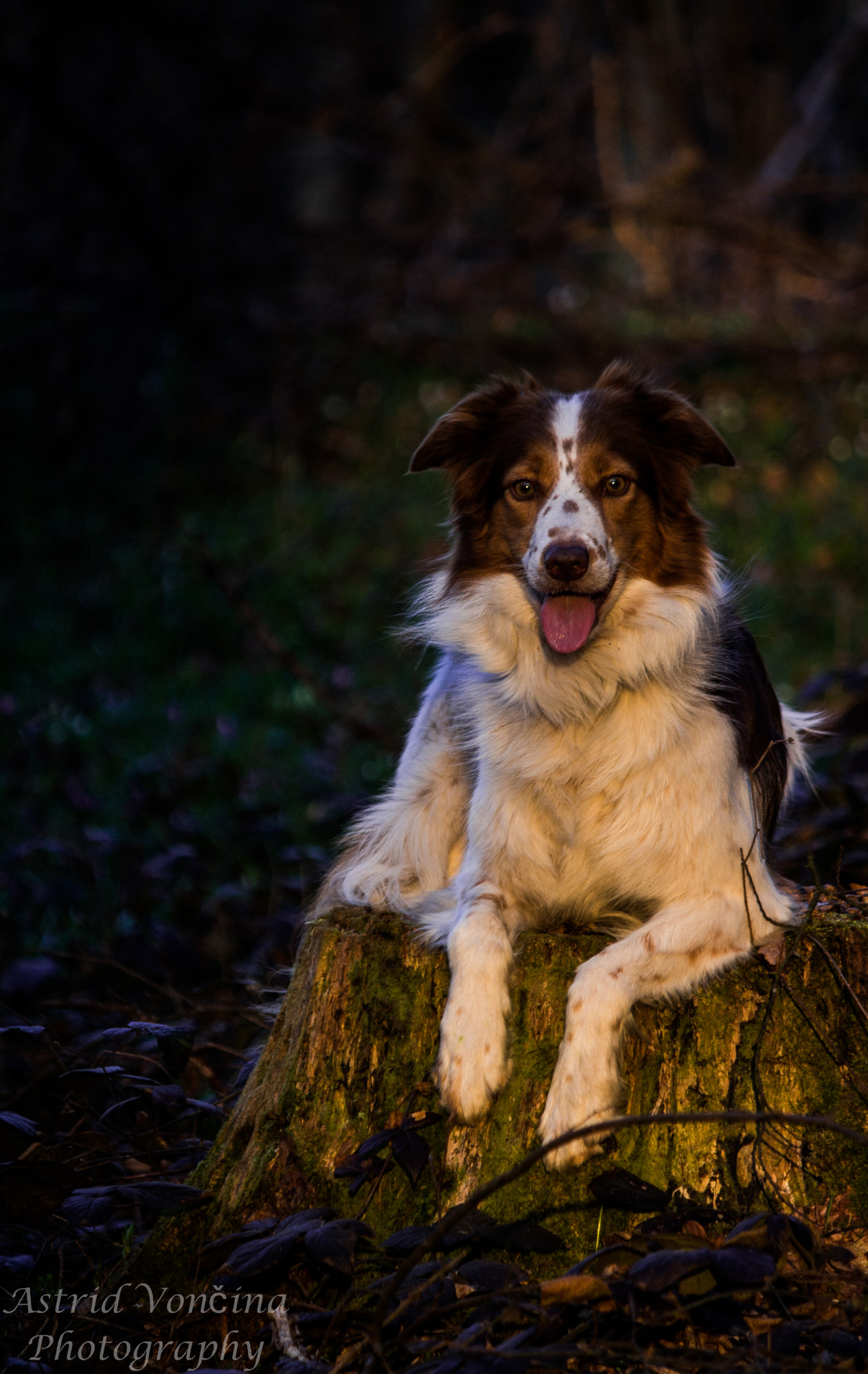 Canon EF-S 55-250mm F4-5.6 IS sample photo. Last ray of sunlight photography