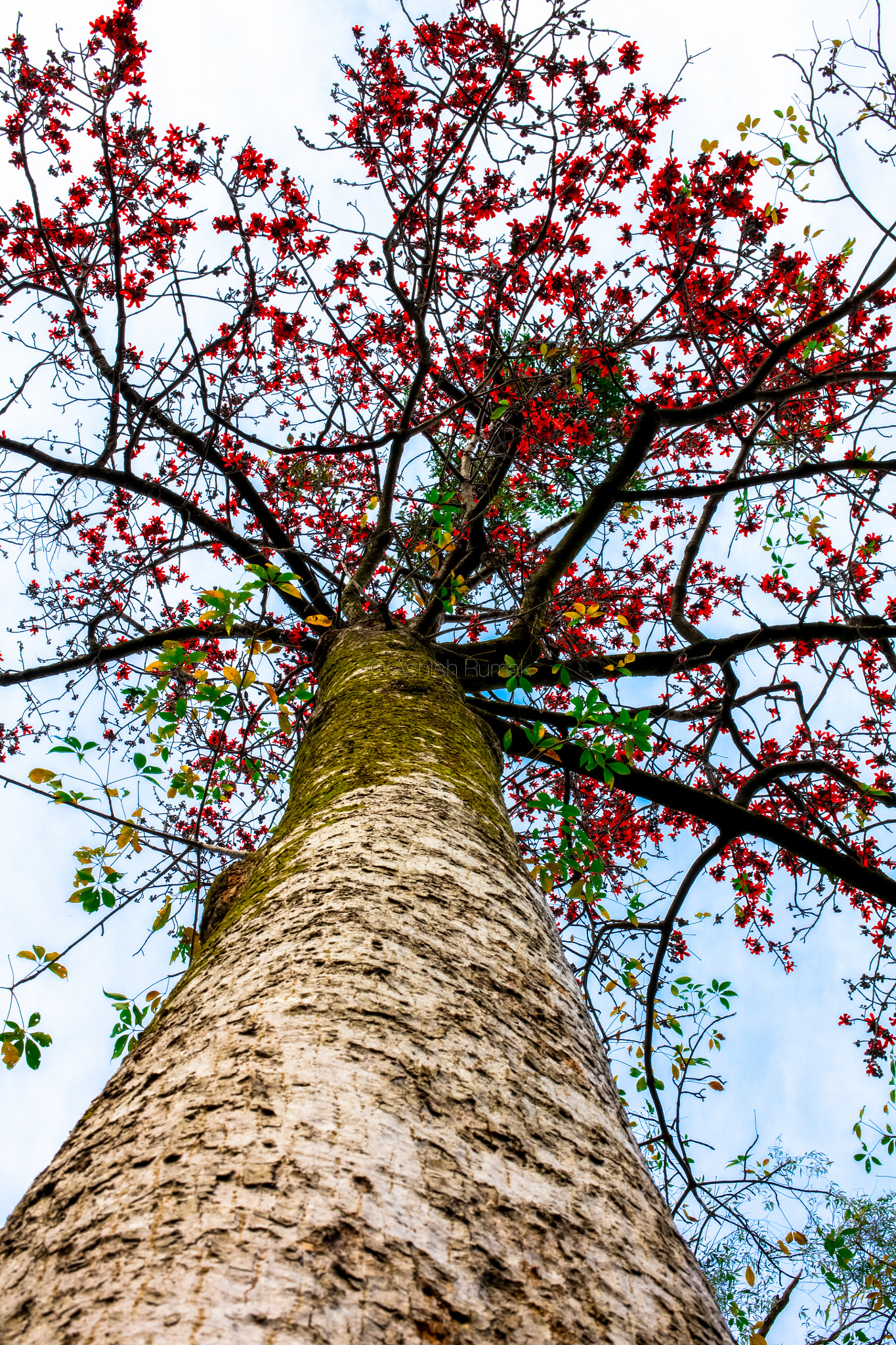 Canon EOS 5DS R sample photo. Myface photography
