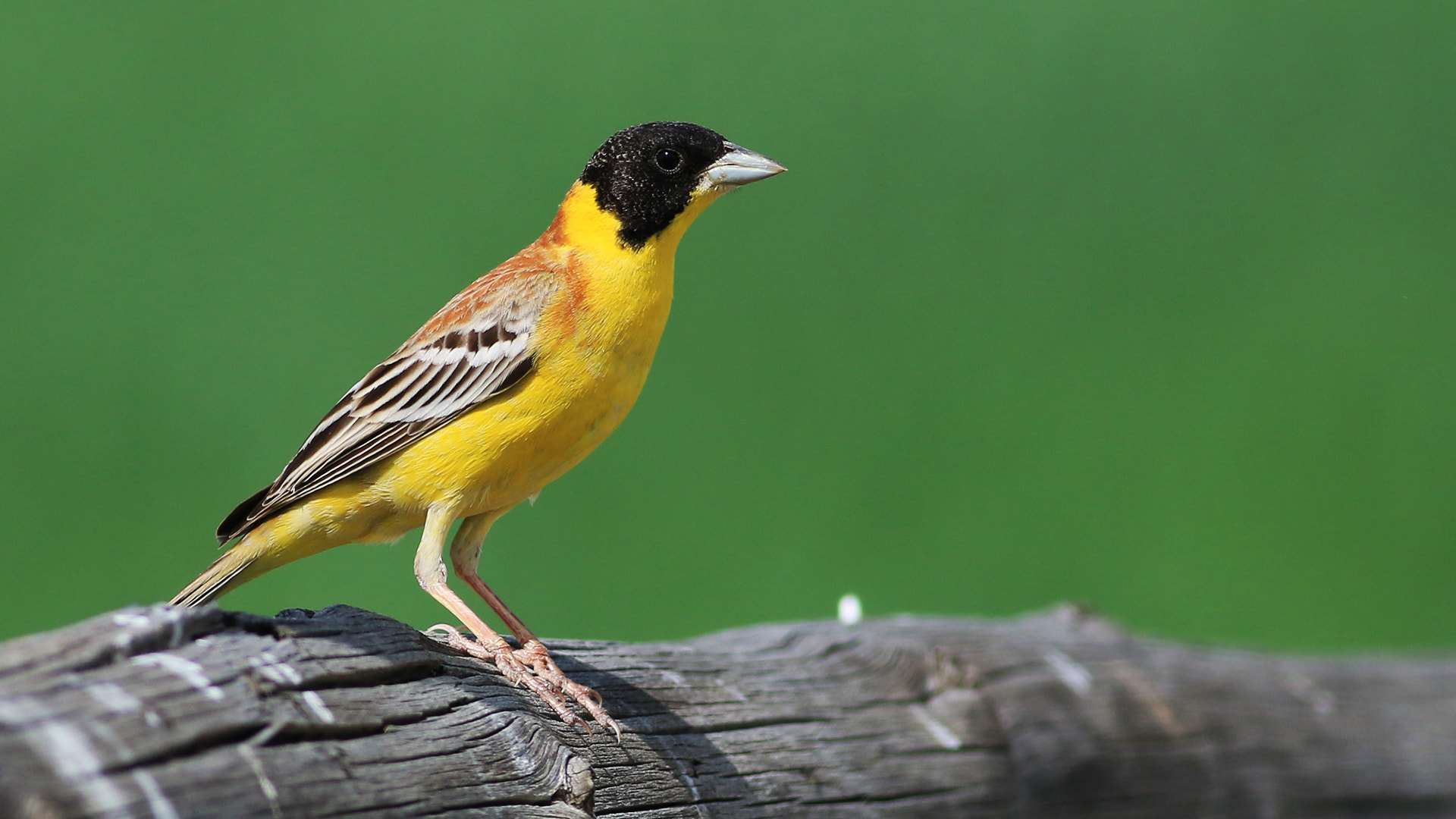 Canon EOS 70D + Canon EF 400mm F5.6L USM sample photo. Black-headed bunting.  photography