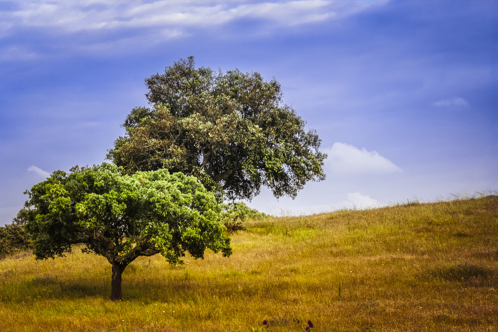 Canon EF 70-300mm F4-5.6 IS USM sample photo. Peacefull trees photography