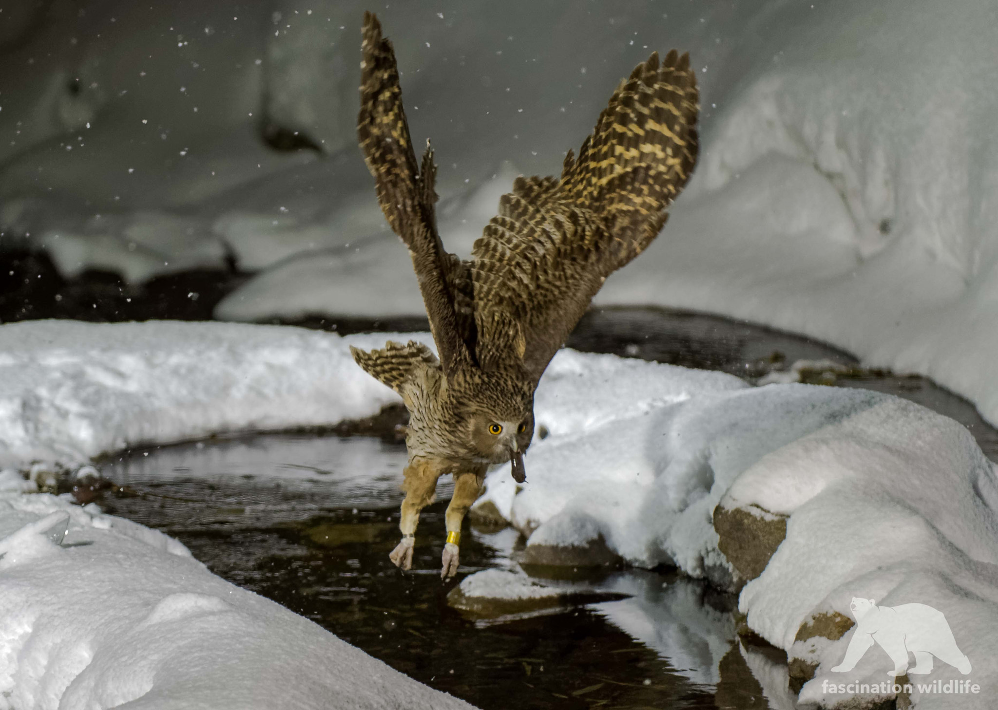 Nikon AF-S Nikkor 200-400mm F4G ED-IF VR sample photo. Blakiston's fish owl photography