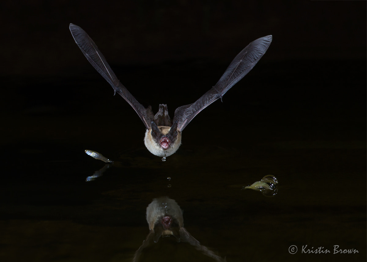 Canon EF 500mm F4L IS USM sample photo. Mexican free-tailed bat hunting photography