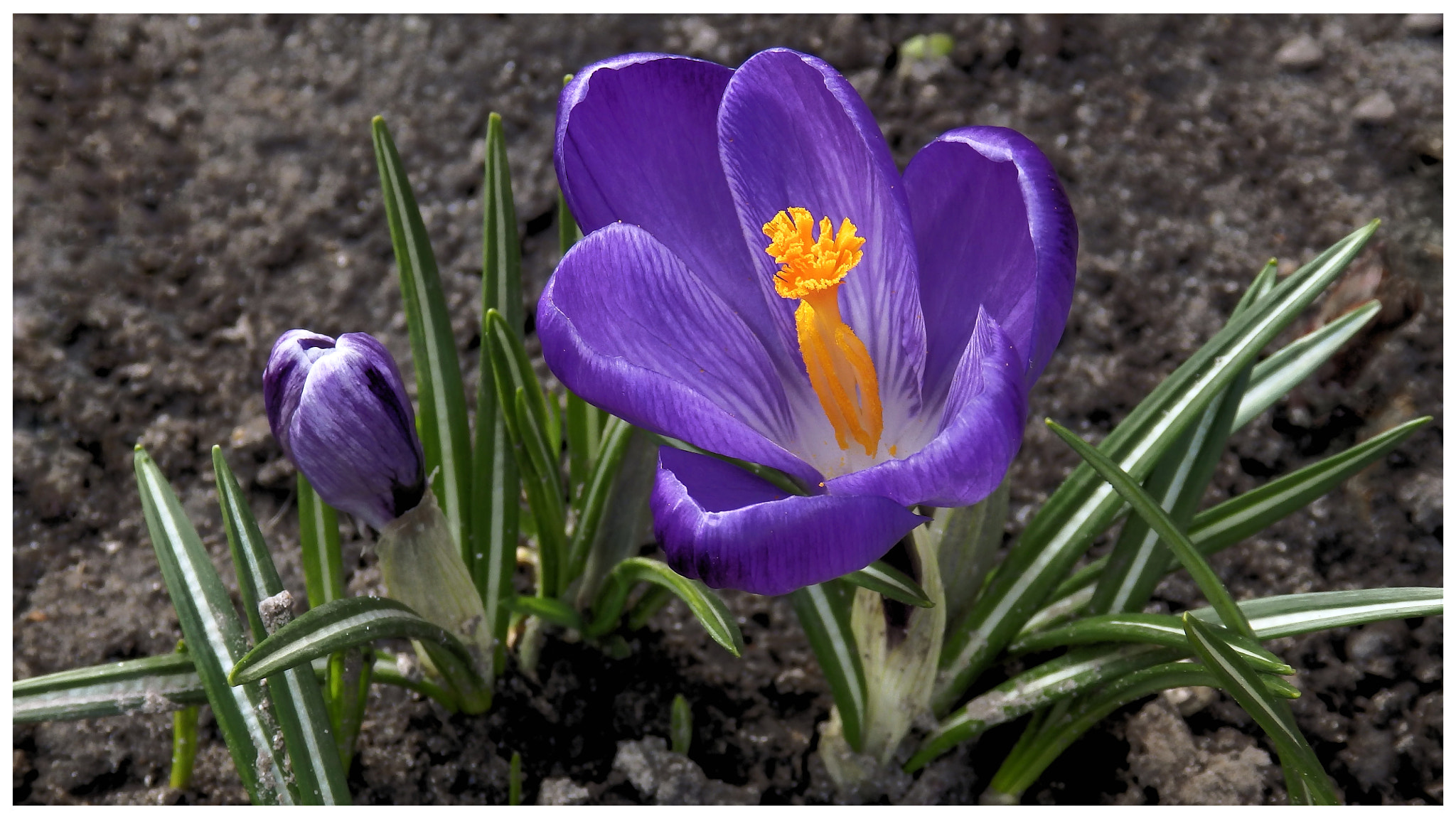 Olympus SP-820UZ sample photo. Crocus photography