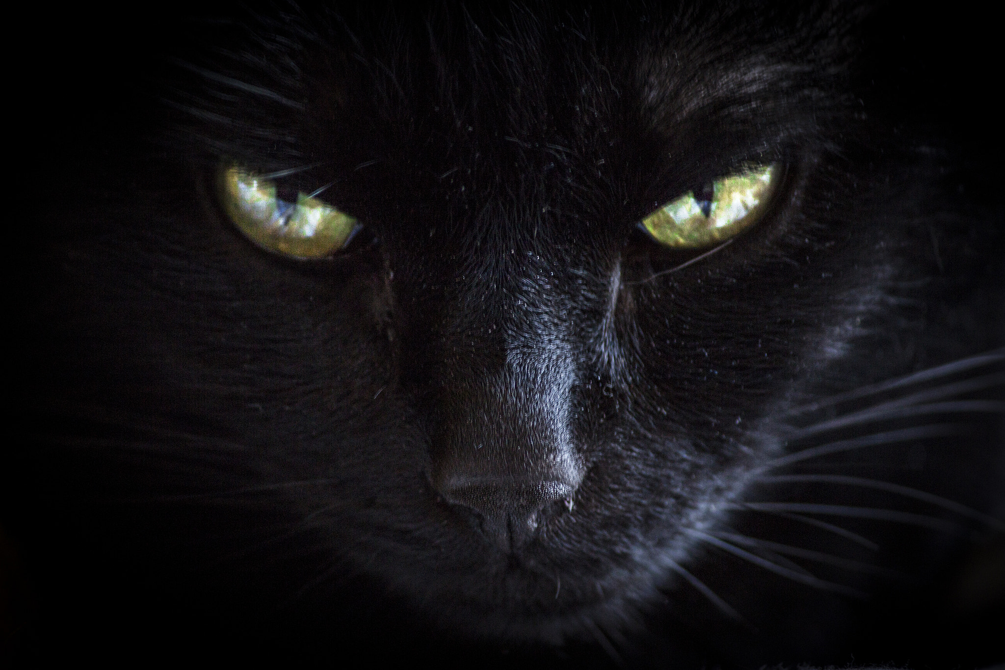 Canon EF-S 55-250mm F4-5.6 IS II sample photo. Dragon photography